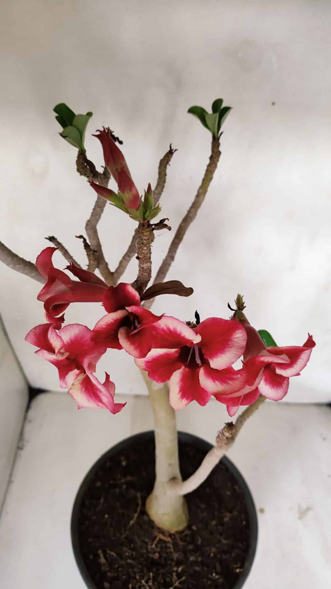 Planta Simples 3039 – 40cm – 03 anos