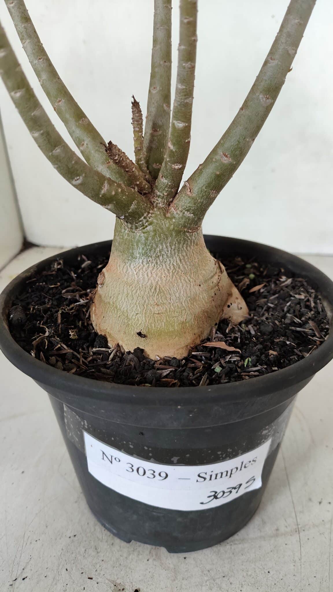 Planta Simples 3039 – 30cm – 03 anos