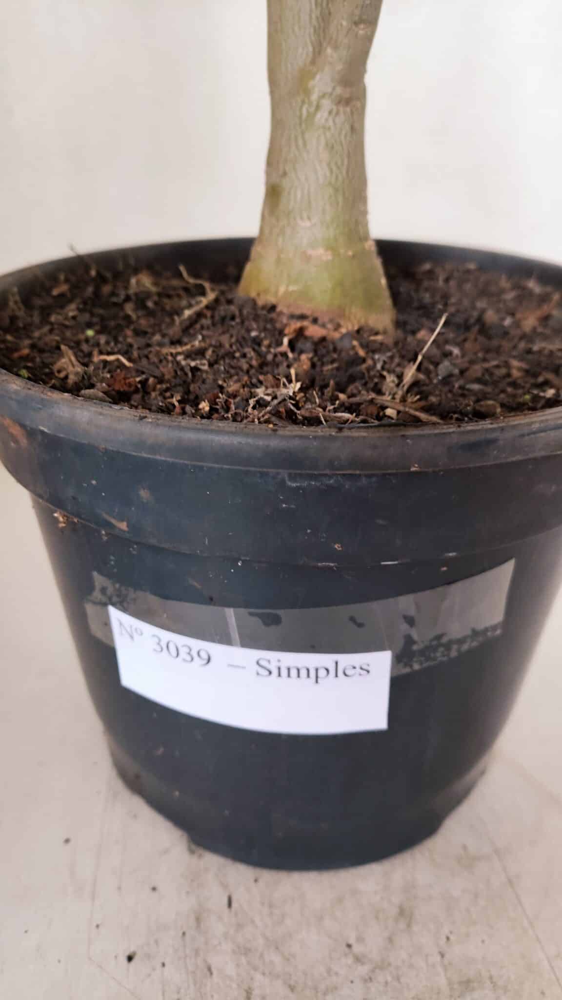 Planta Simples 3039 – 40cm – 03 anos