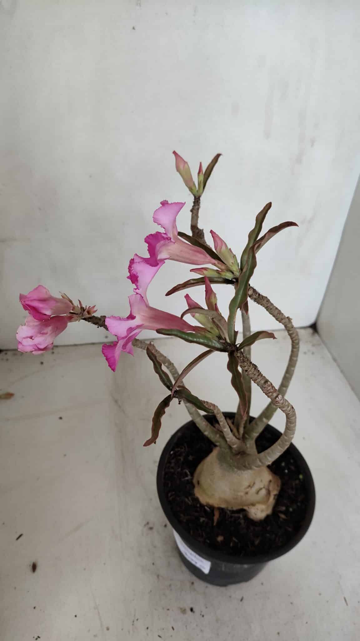 Planta Simples 3039 – 30cm – 03 anos