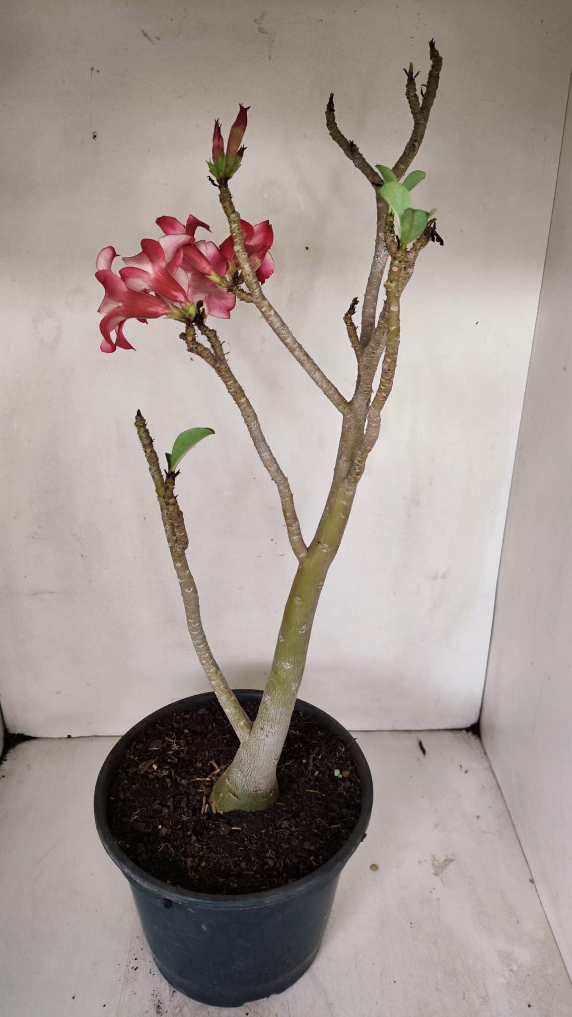 Planta Simples 3039 – 40cm – 03 anos