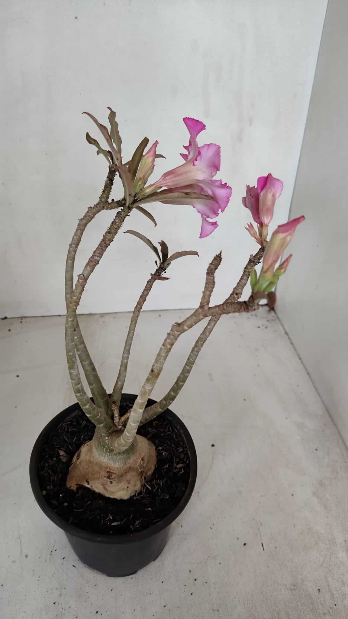 Planta Simples 3039 – 30cm – 03 anos