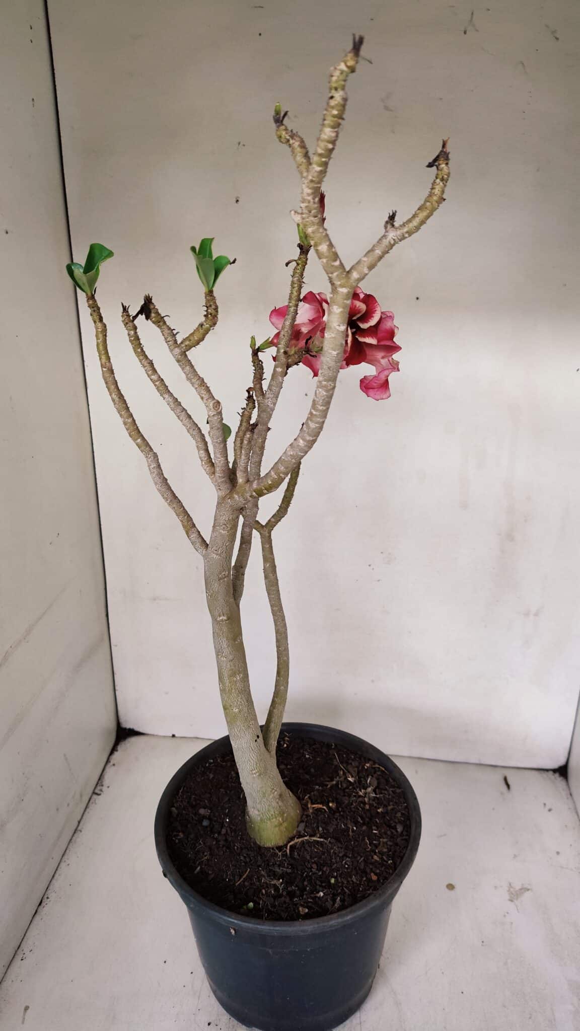 Planta Simples 3039 – 40cm – 03 anos