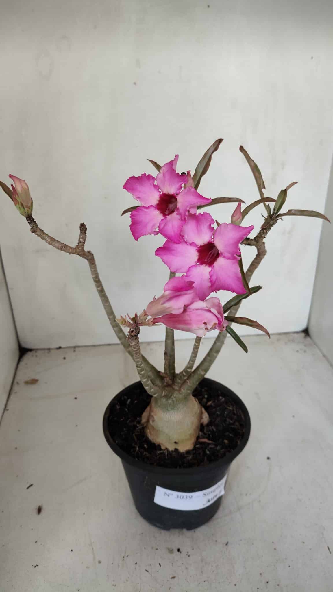 Planta Simples 3039 – 30cm – 03 anos