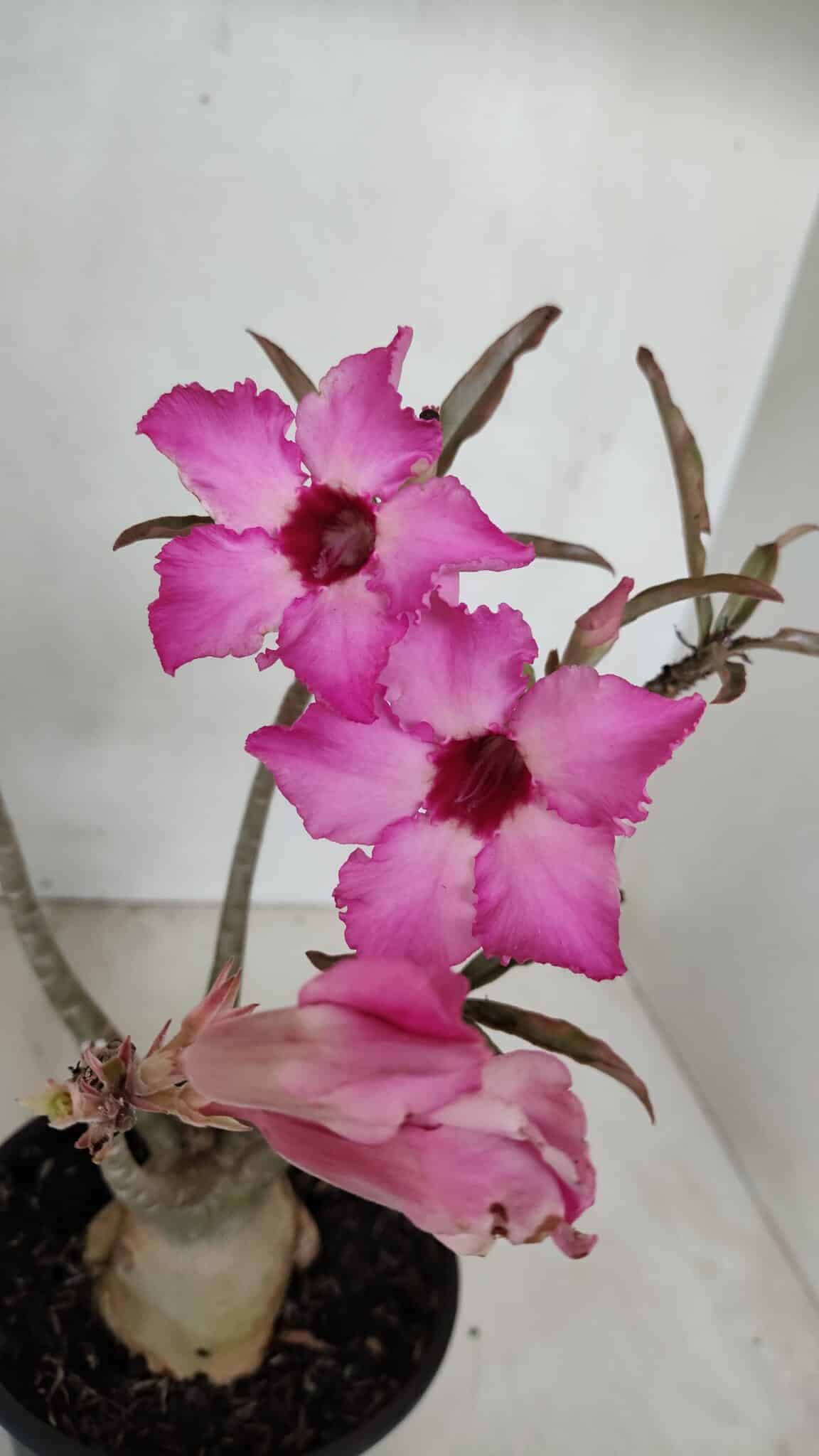 Planta Simples 3039 – 30cm – 03 anos