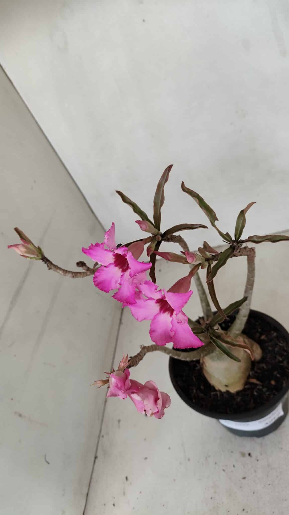 Planta Simples 3039 – 30cm – 03 anos