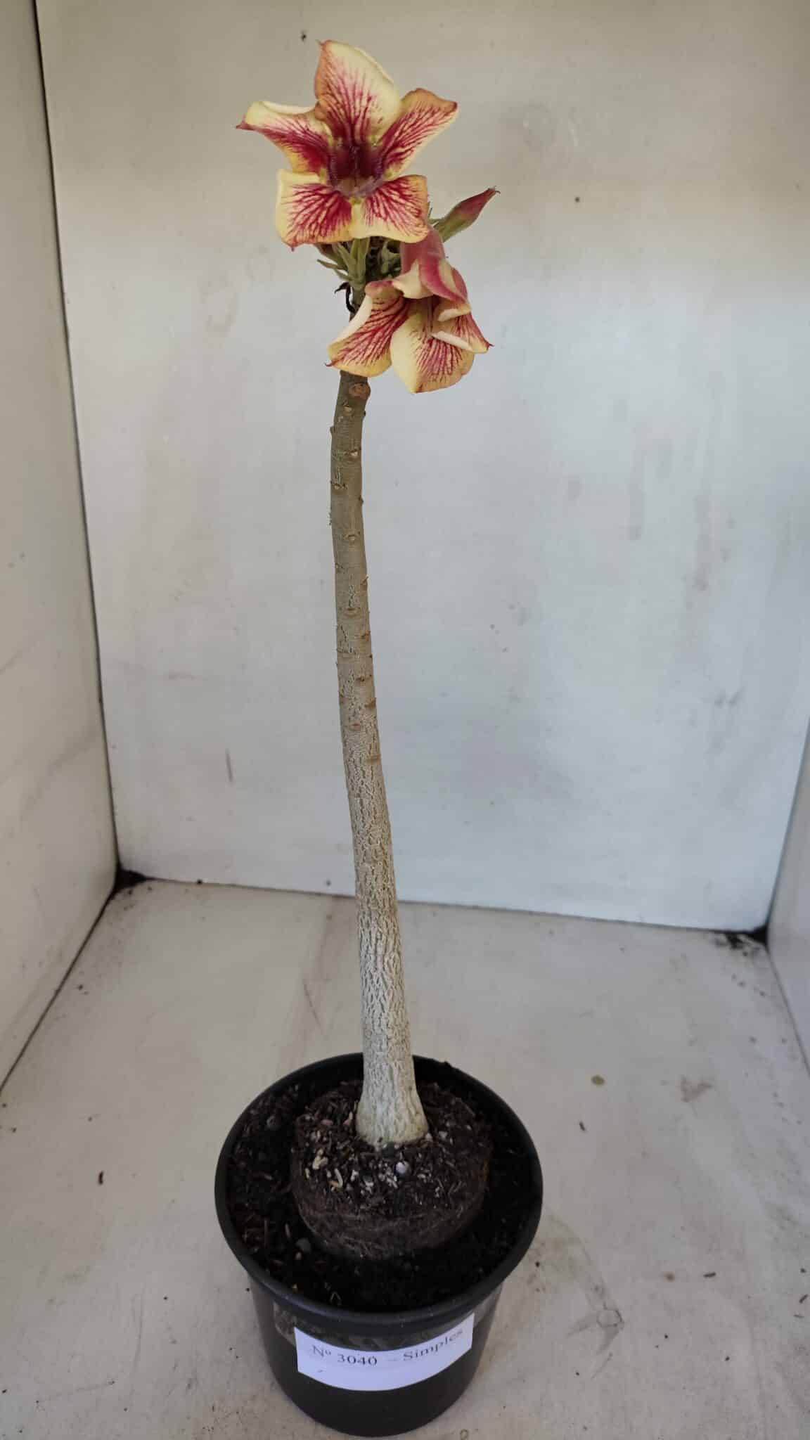 Planta Simples 3040 – 35cm – 03 anos
