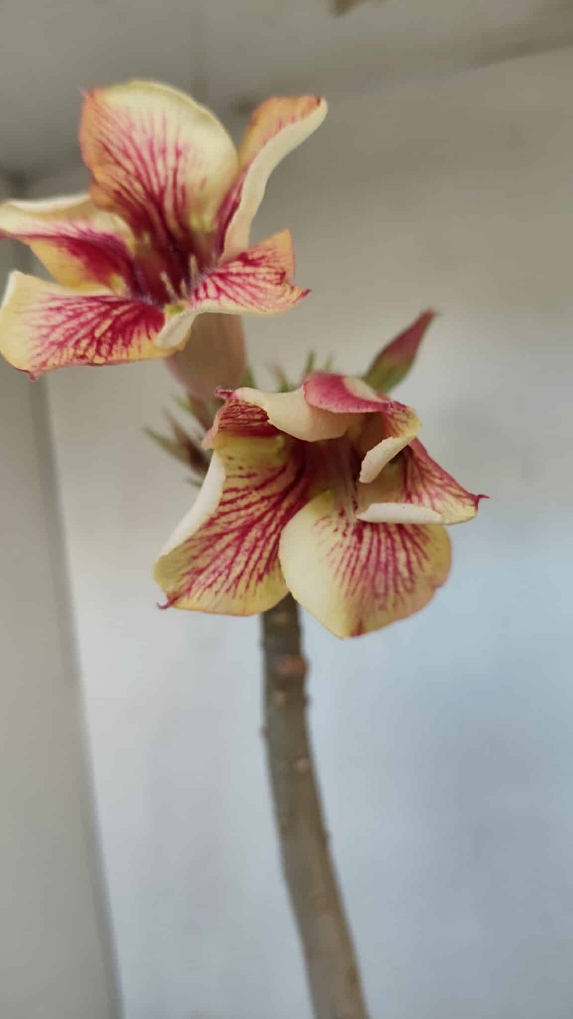 Planta Simples 3040 – 35cm – 03 anos