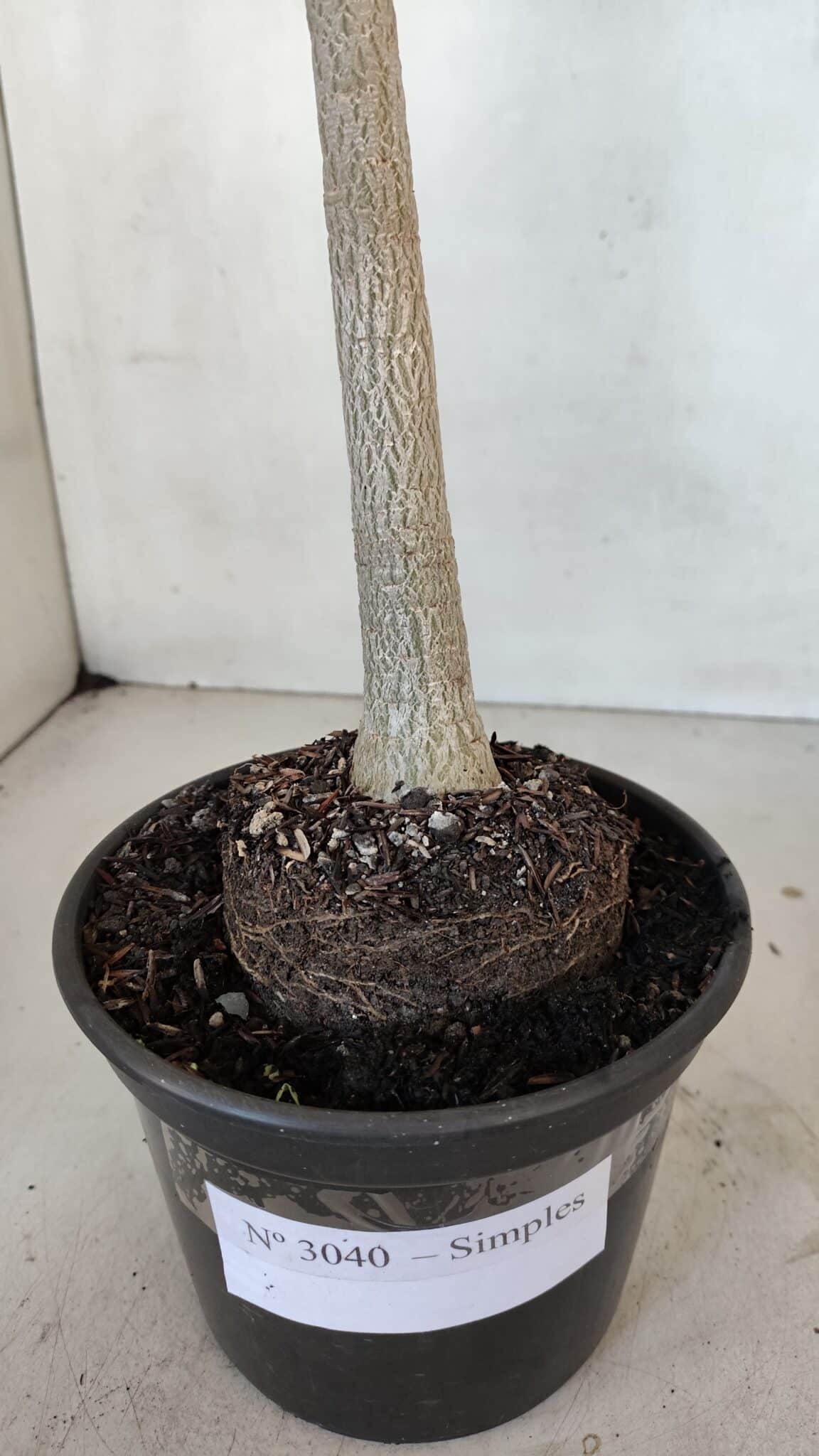 Planta Simples 3040 – 35cm – 03 anos