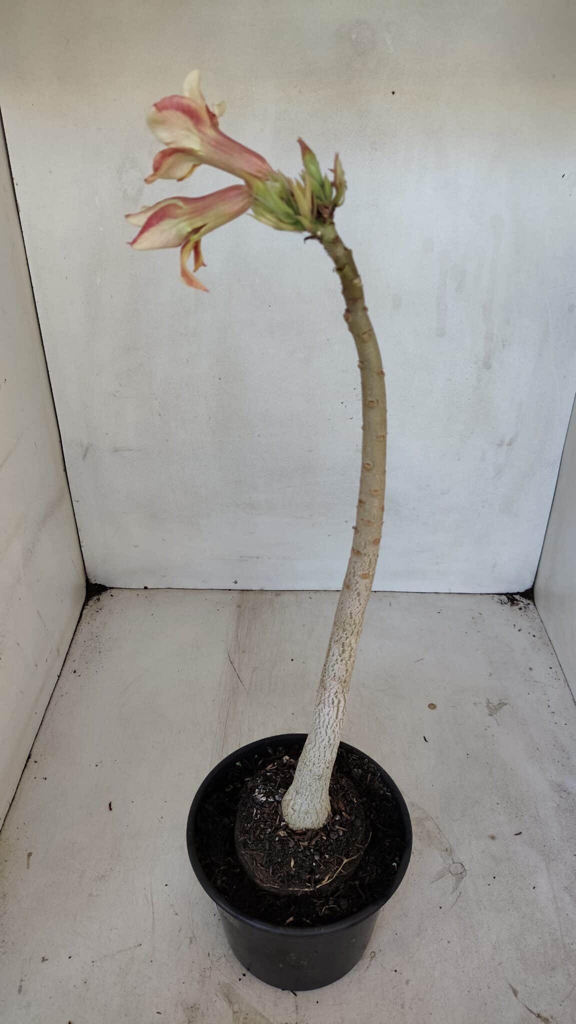 Planta Simples 3040 – 35cm – 03 anos