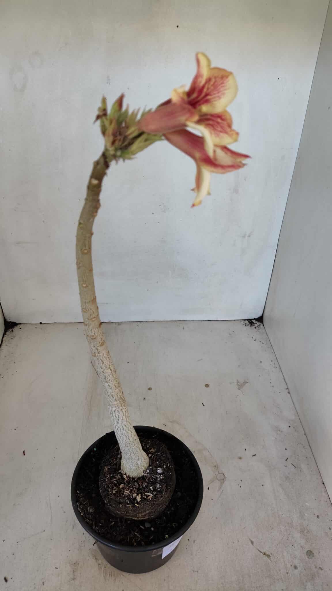 Planta Simples 3040 – 35cm – 03 anos
