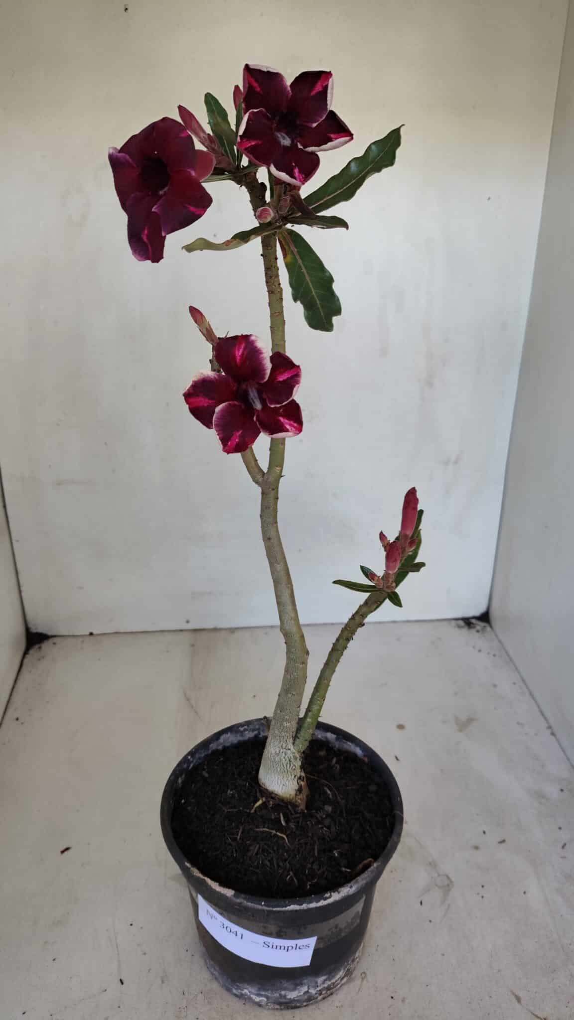 Planta Simples 3041 – 30cm – 02 anos