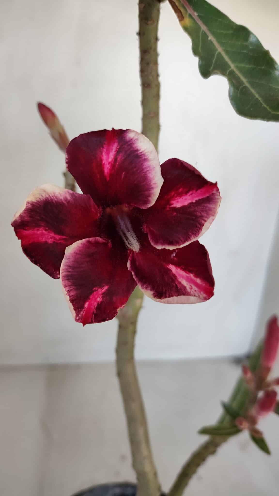 Planta Simples 3041 – 30cm – 02 anos