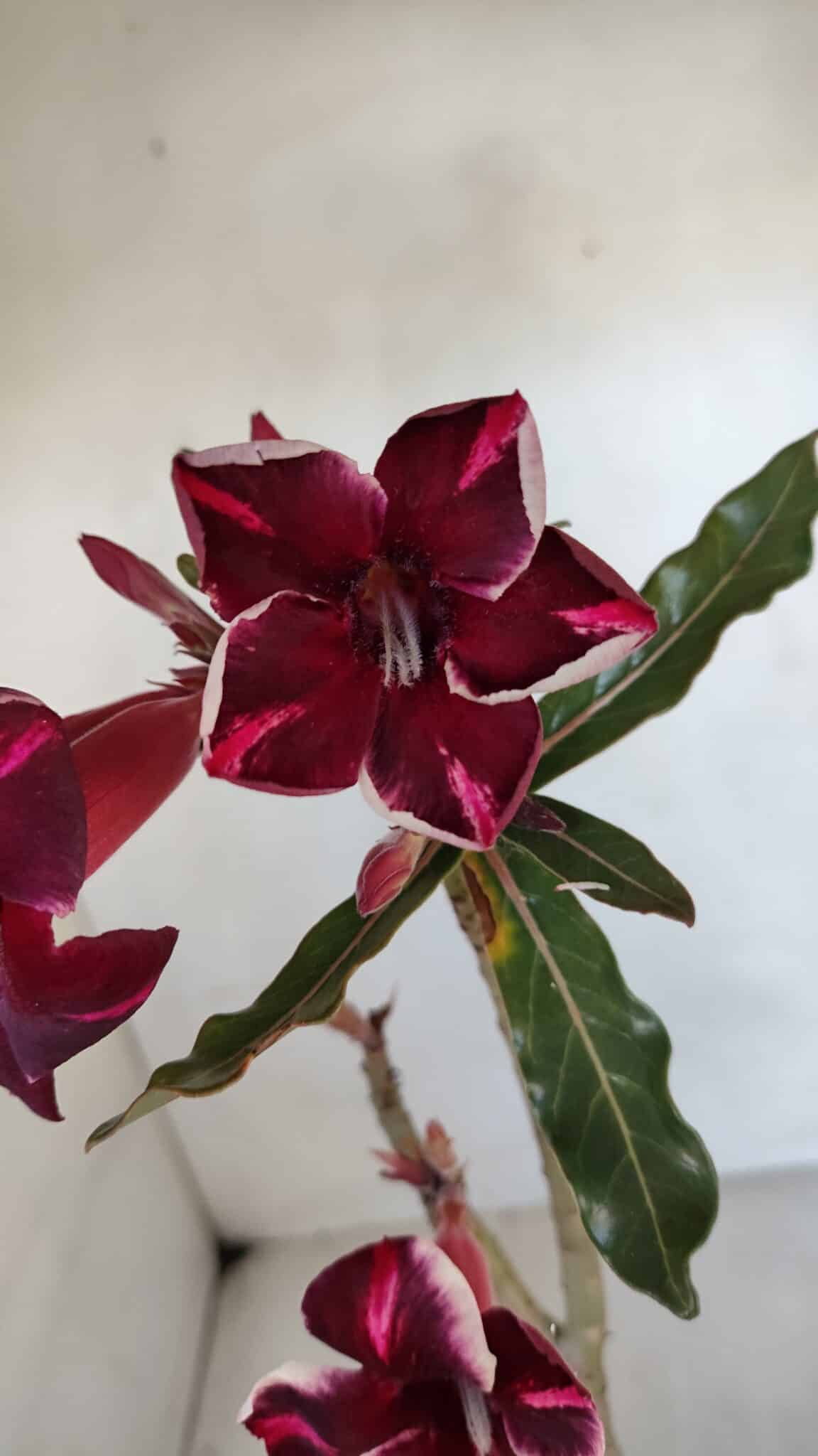Planta Simples 3041 – 30cm – 02 anos