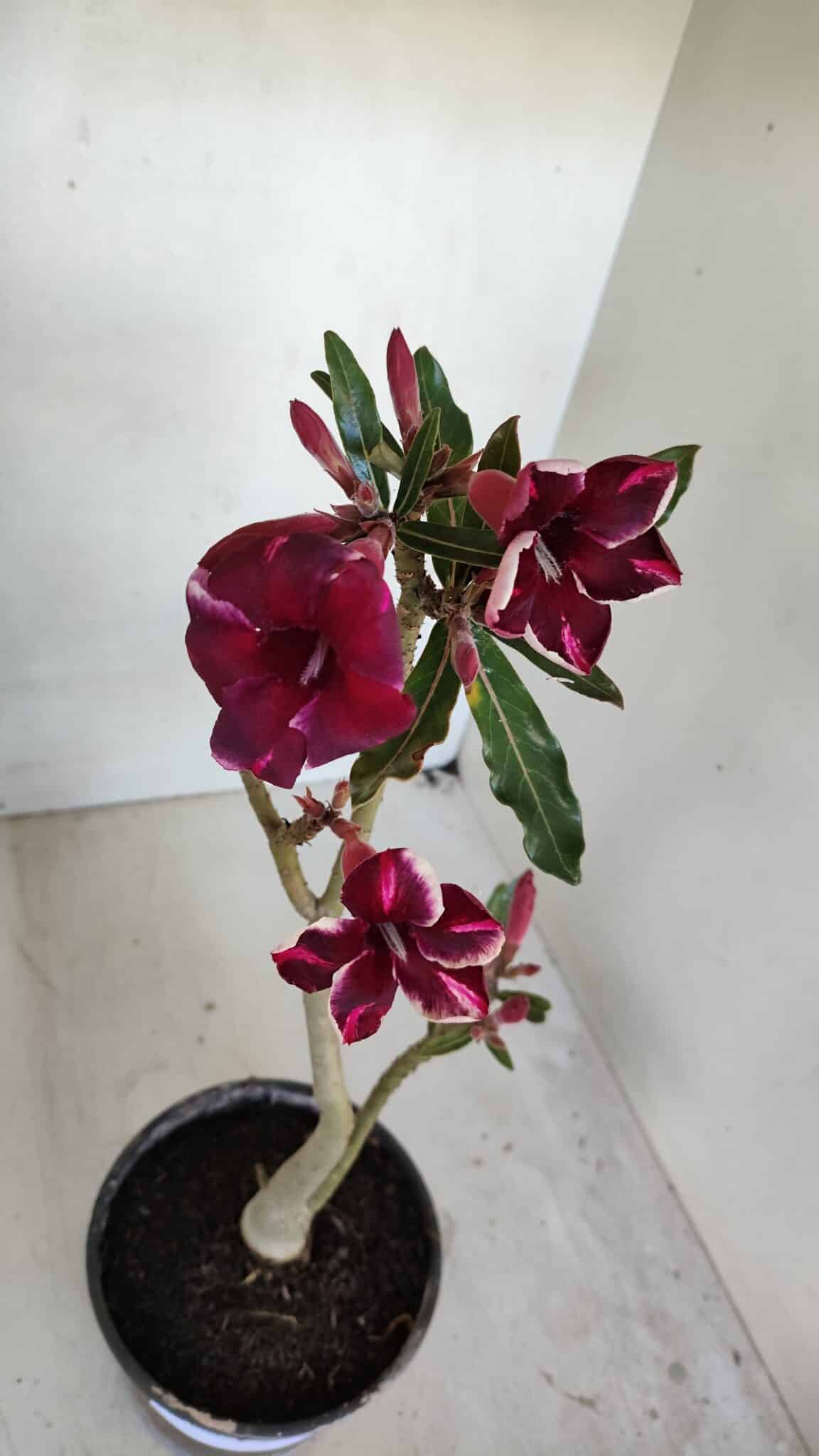 Planta Simples 3041 – 30cm – 02 anos