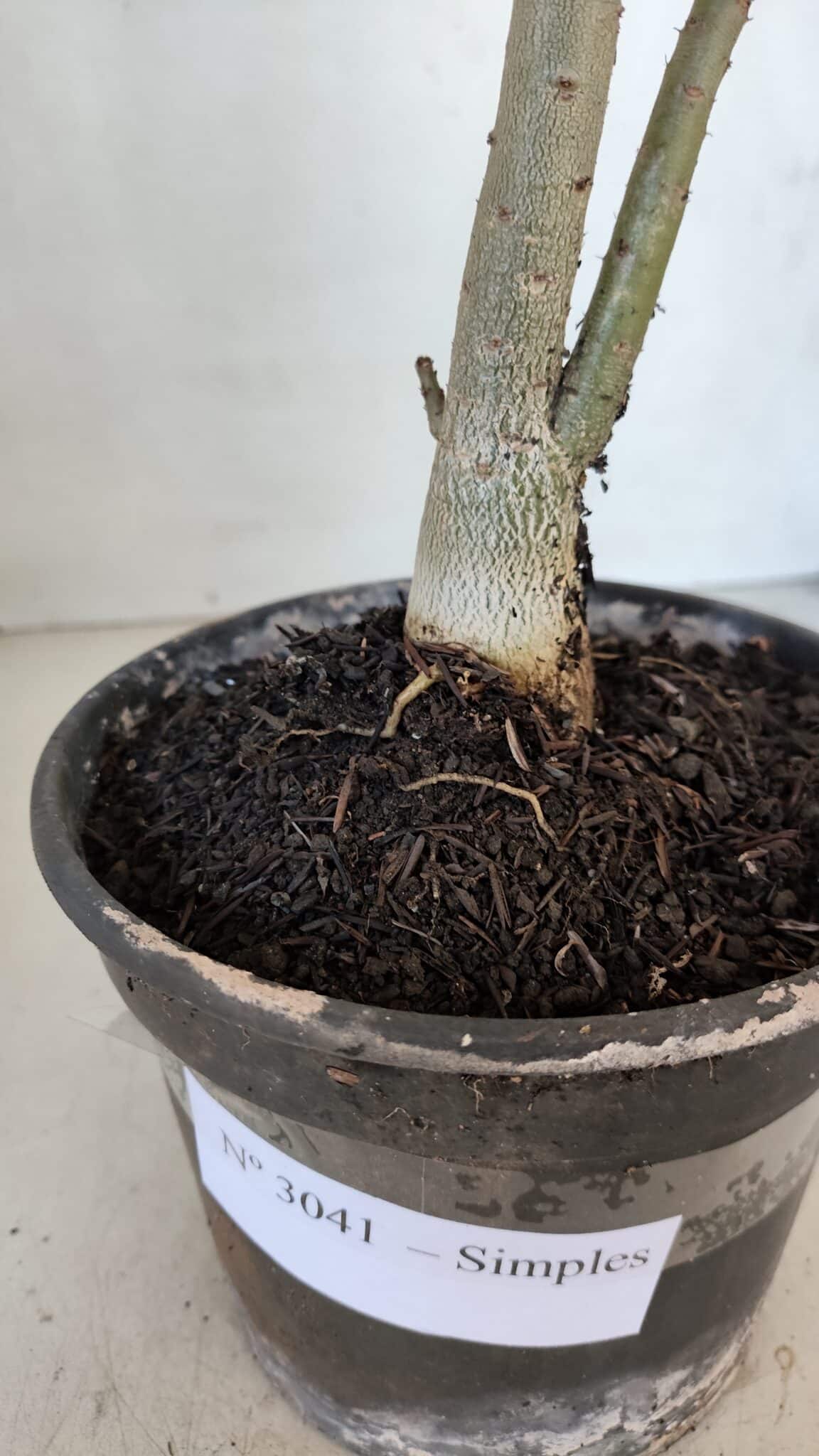 Planta Simples 3041 – 30cm – 02 anos