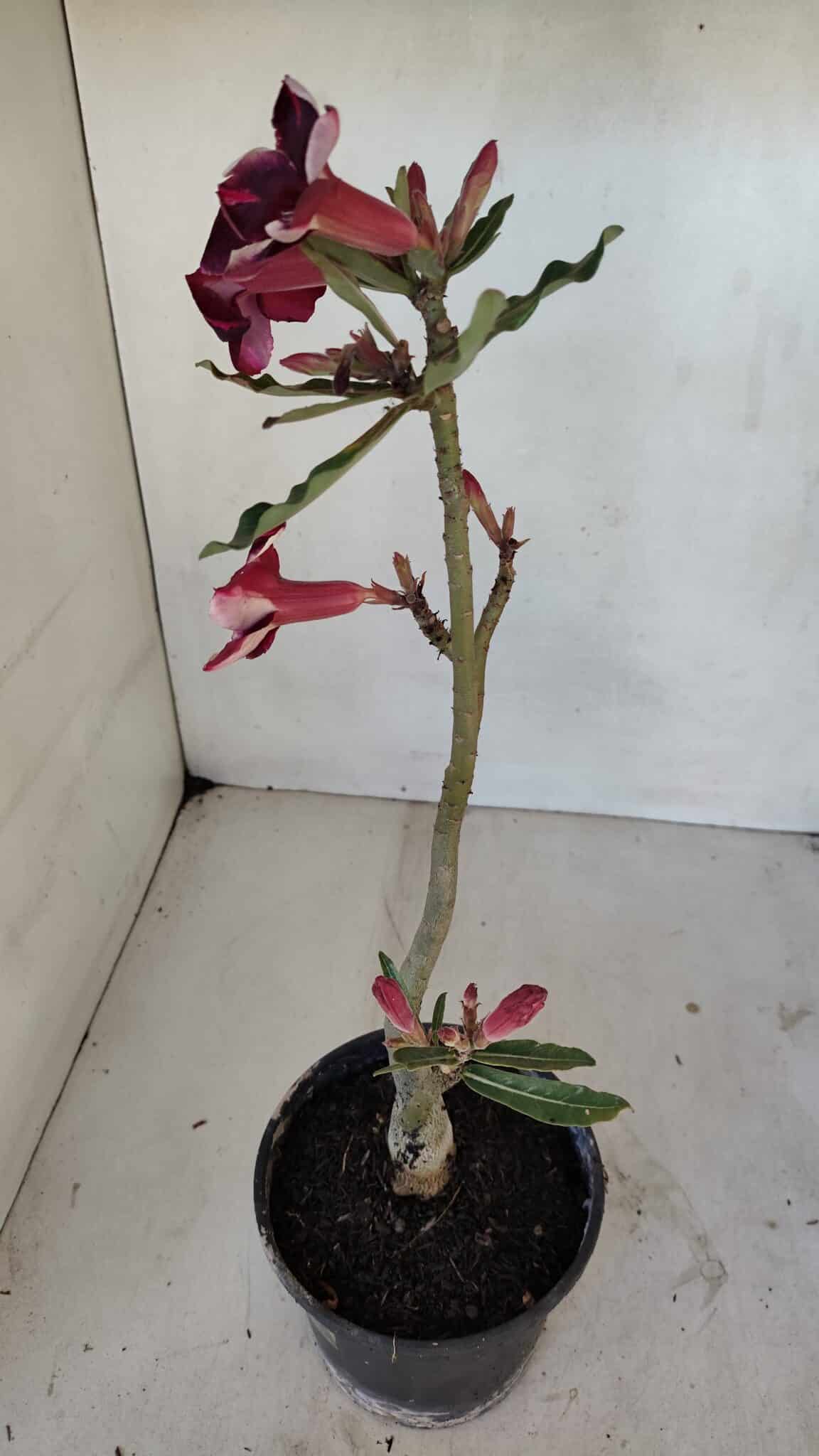 Planta Simples 3041 – 30cm – 02 anos