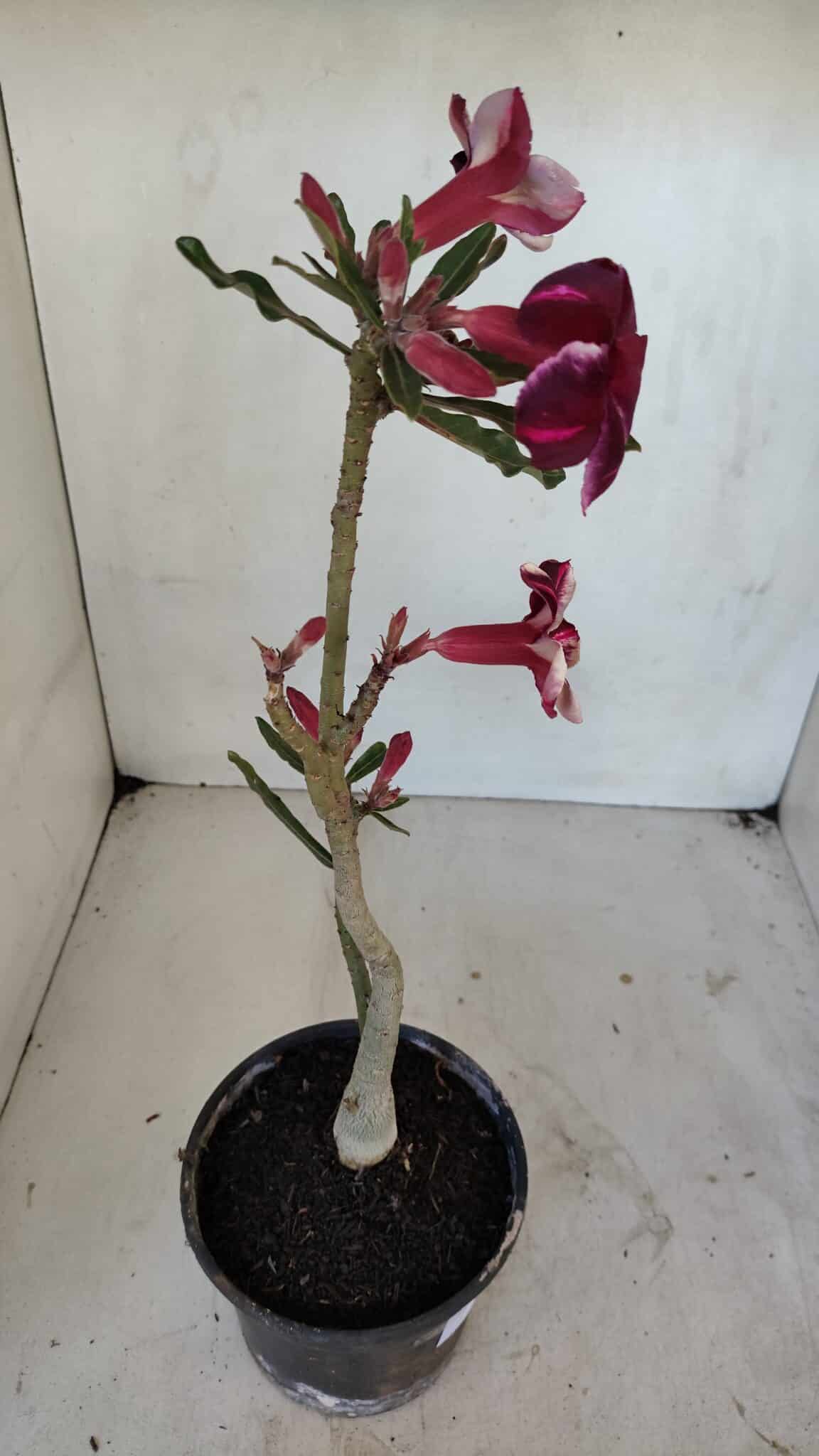 Planta Simples 3041 – 30cm – 02 anos
