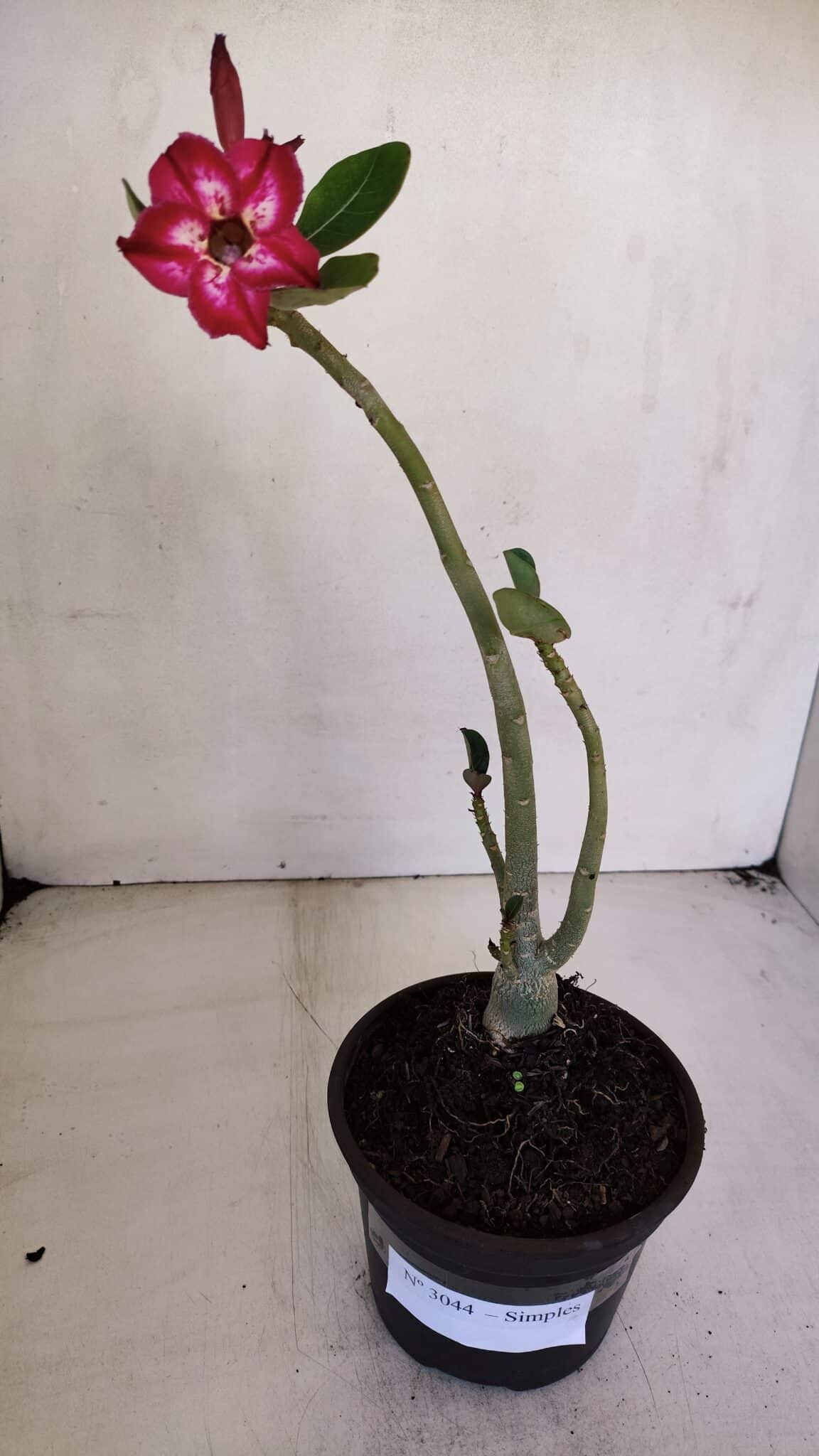 Planta Simples 3044 – 30cm – 03 anos