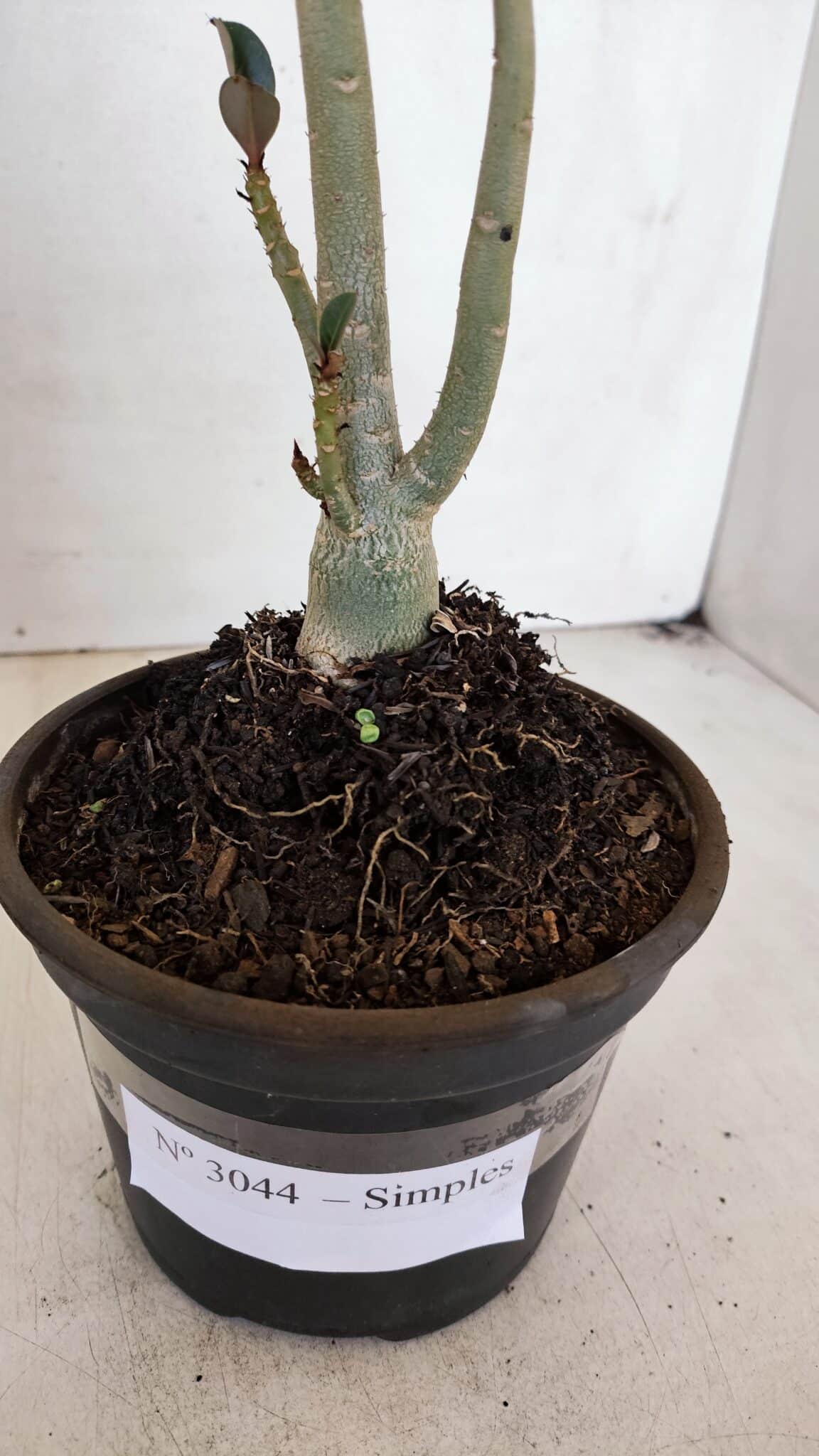 Planta Simples 3044 – 30cm – 03 anos