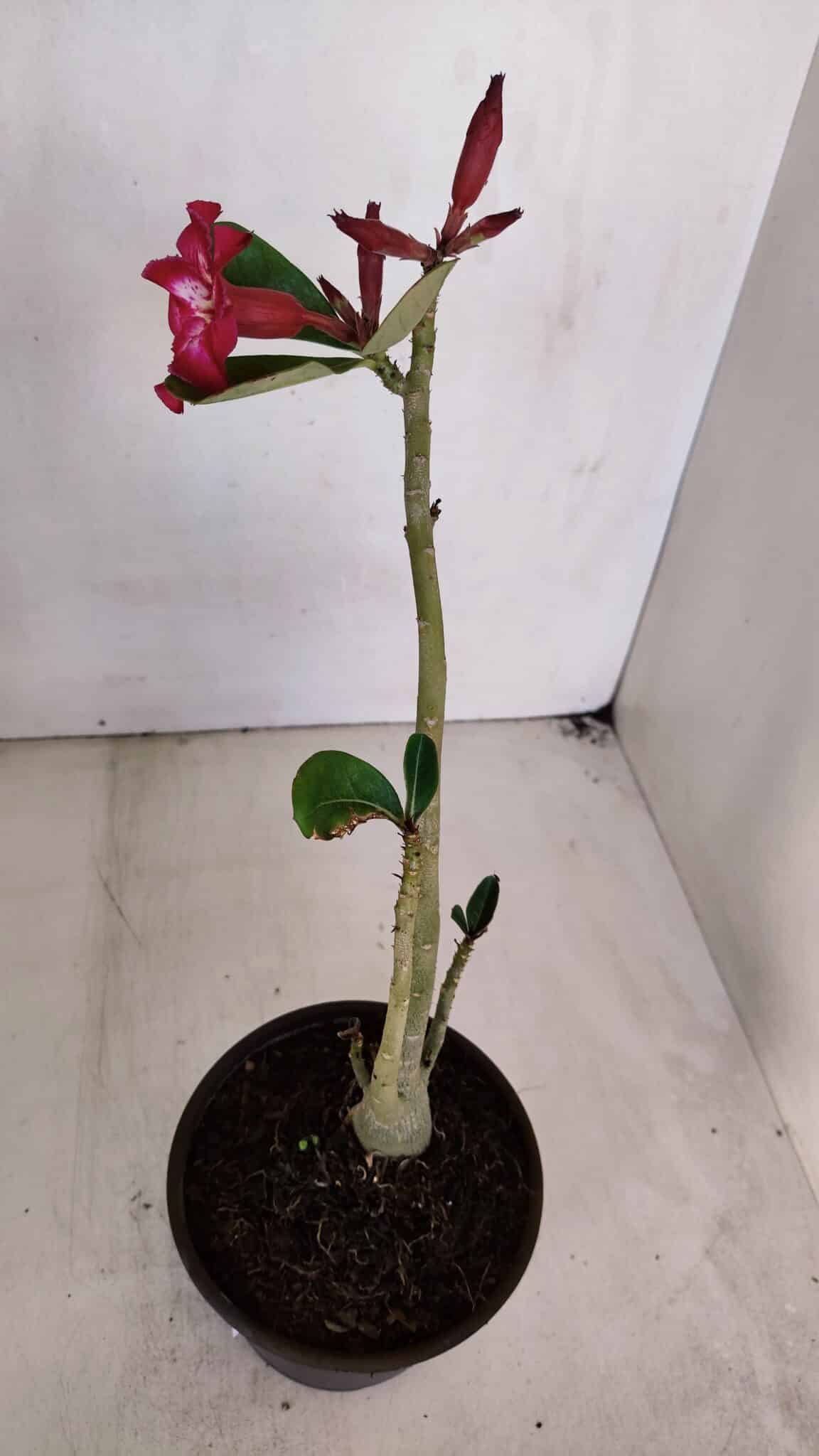 Planta Simples 3044 – 30cm – 03 anos