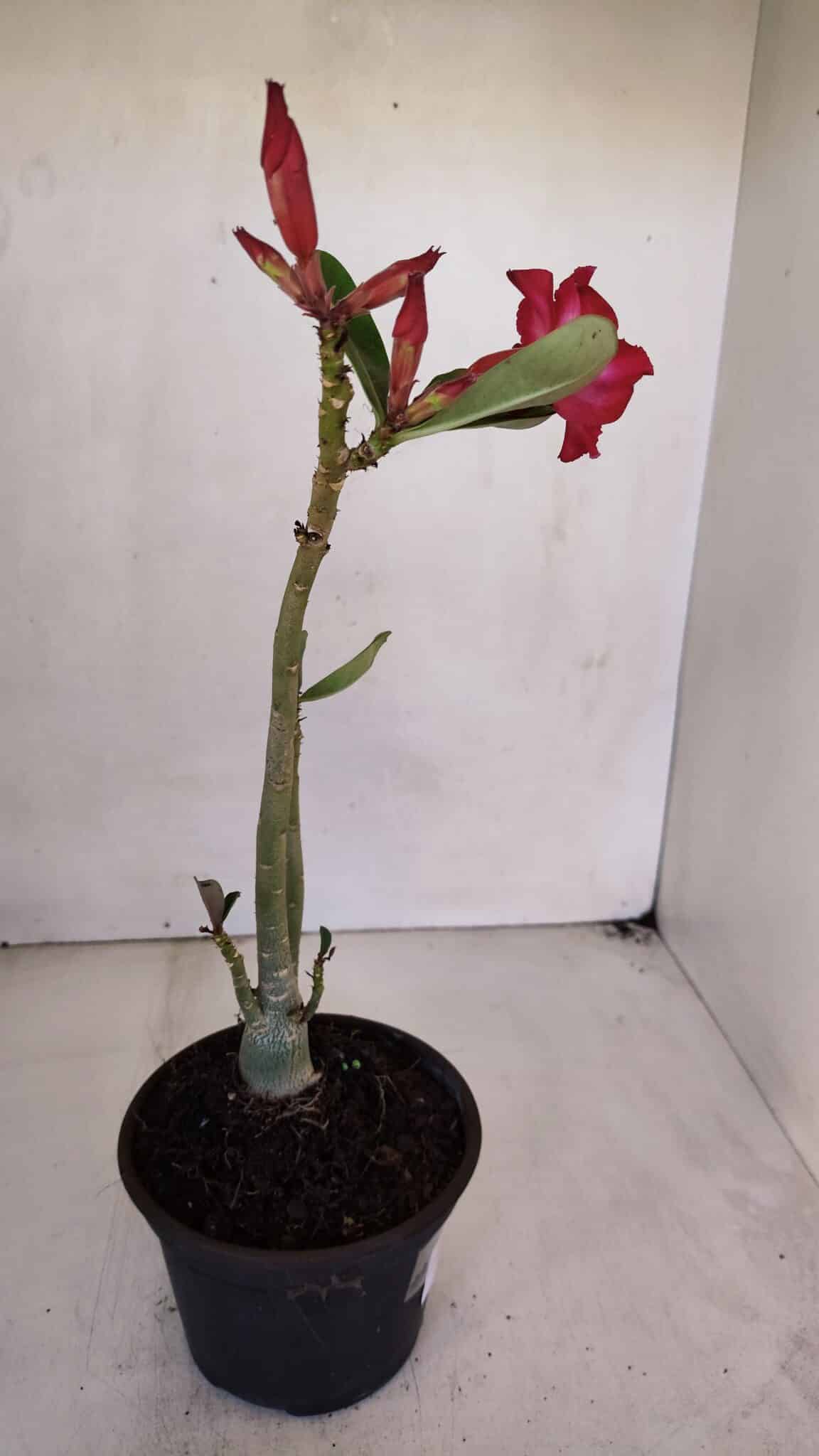 Planta Simples 3044 – 30cm – 03 anos