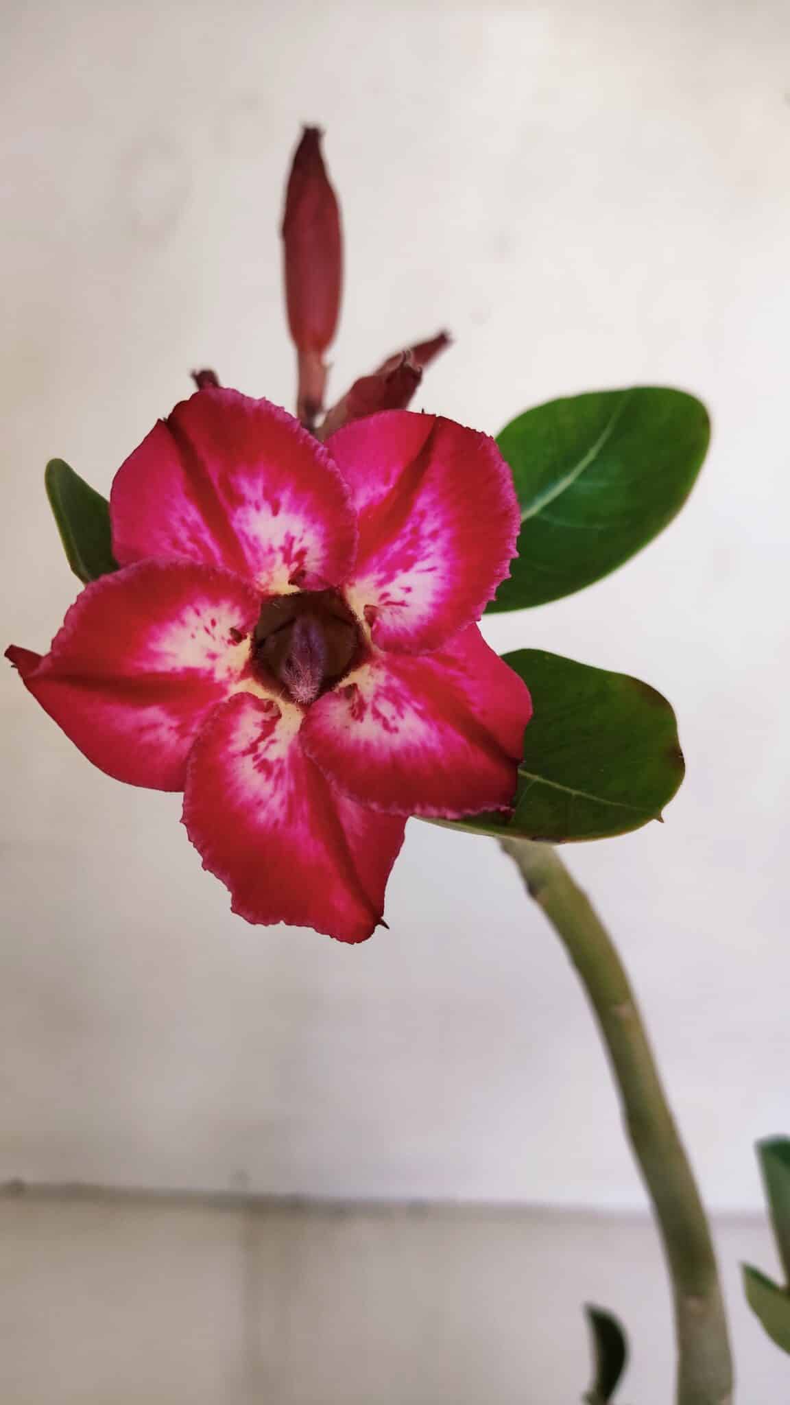 Planta Simples 3044 – 30cm – 03 anos