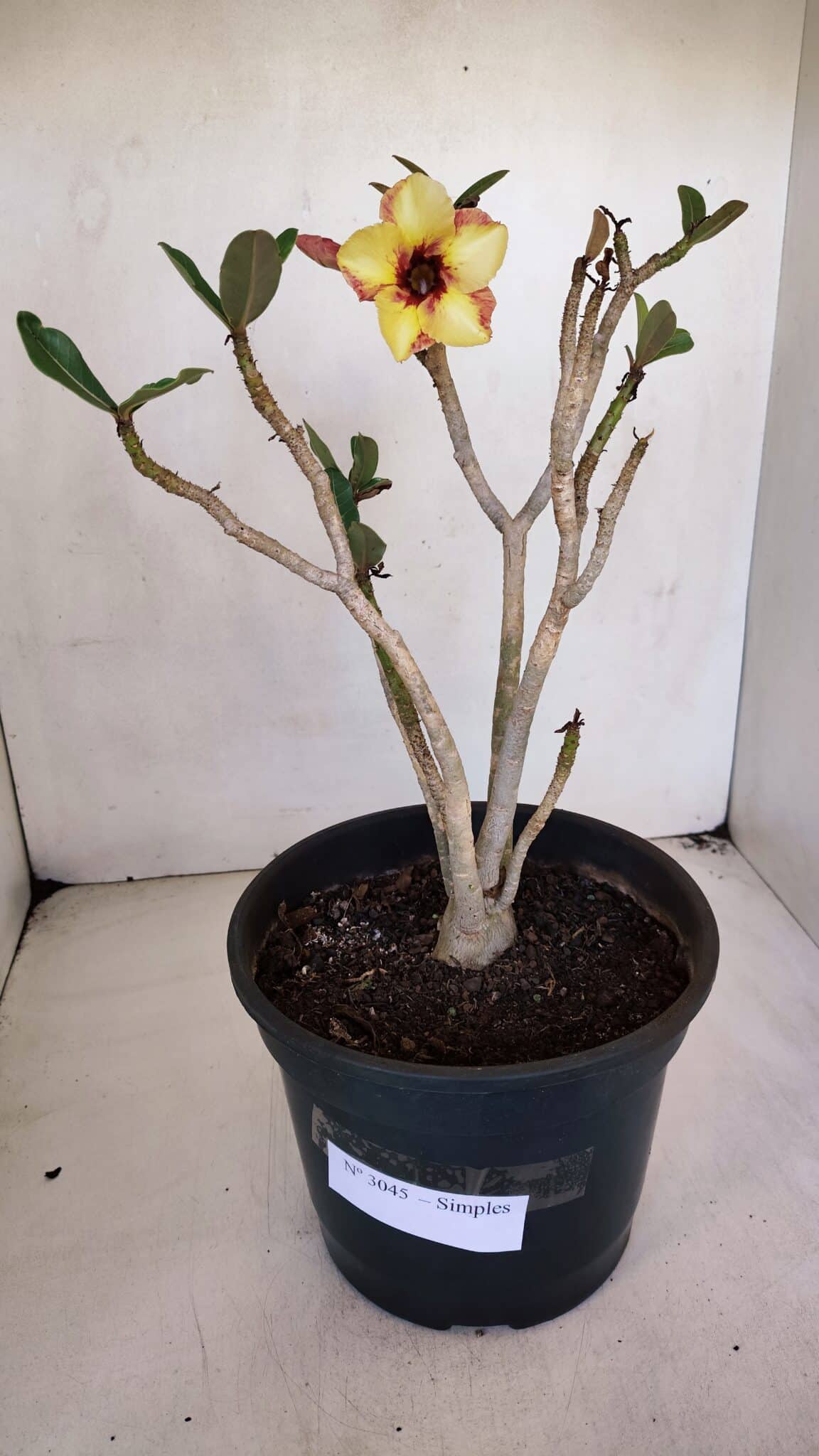 Planta Simples 3045 – 35cm – 03 anos