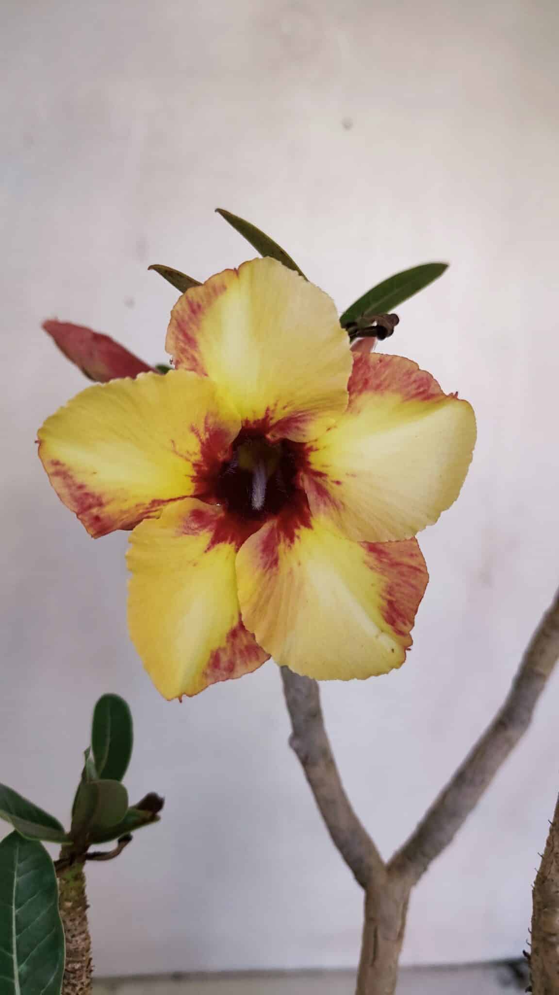 Planta Simples 3045 – 35cm – 03 anos