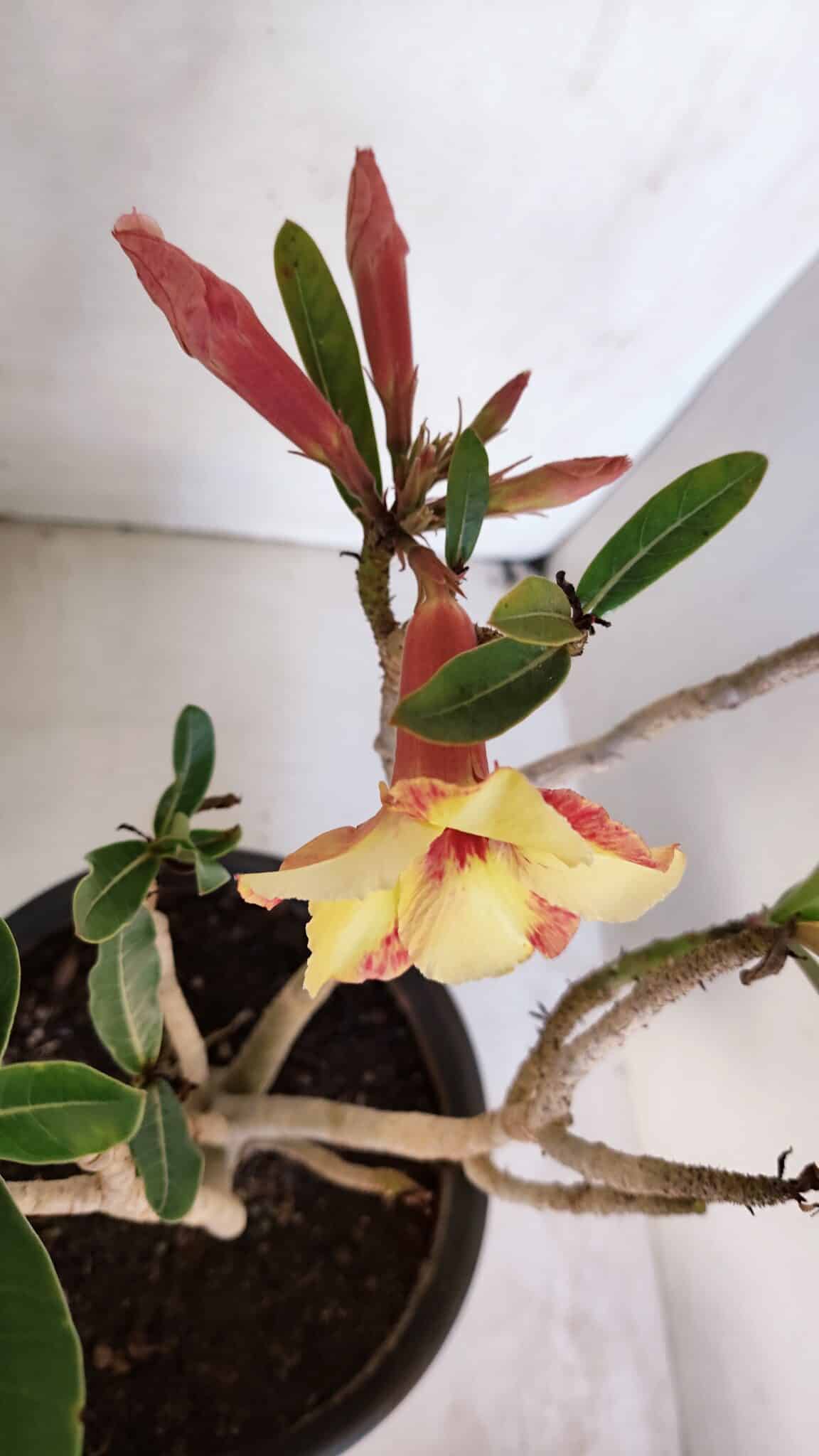 Planta Simples 3045 – 35cm – 03 anos