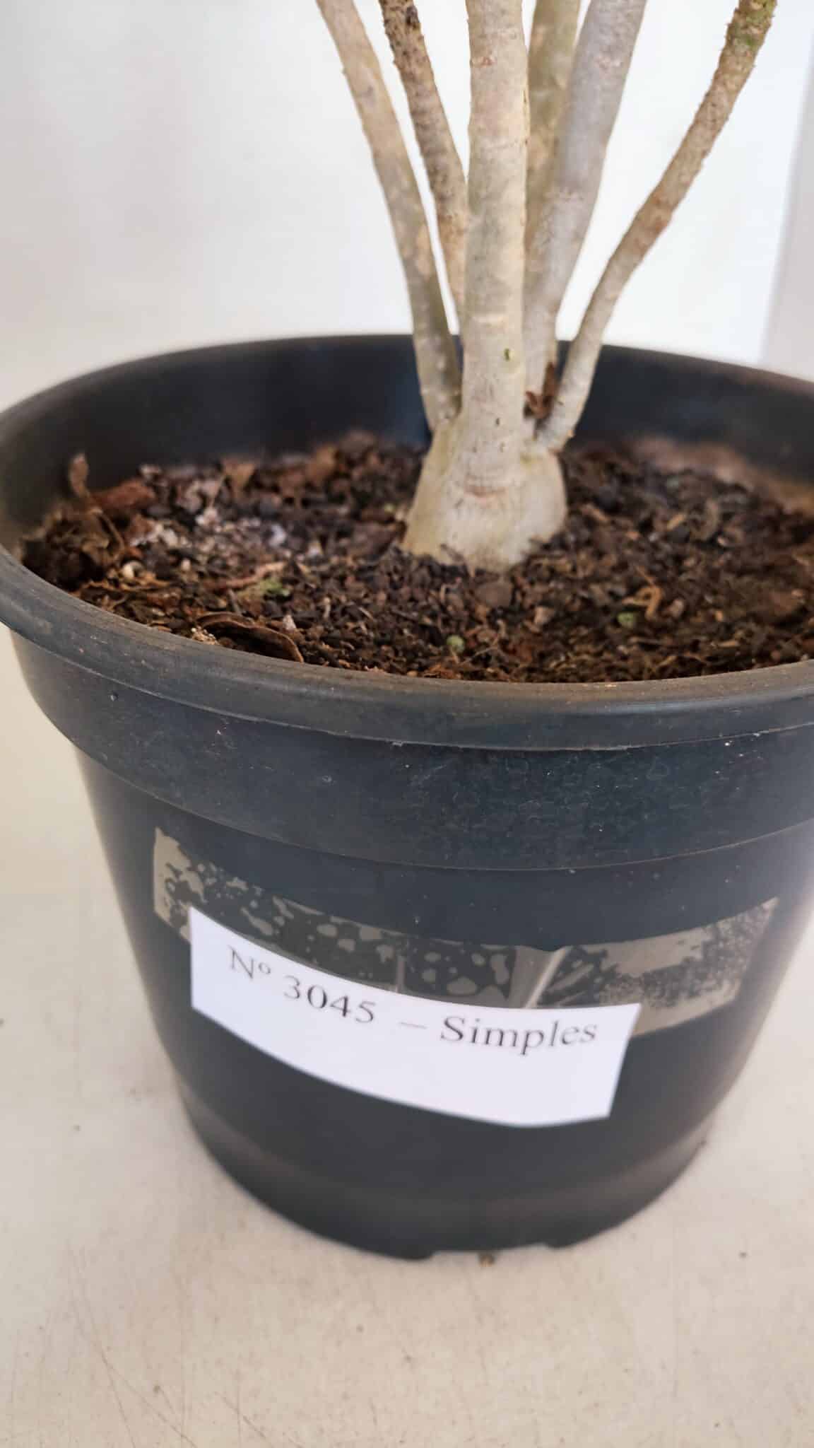Planta Simples 3045 – 35cm – 03 anos