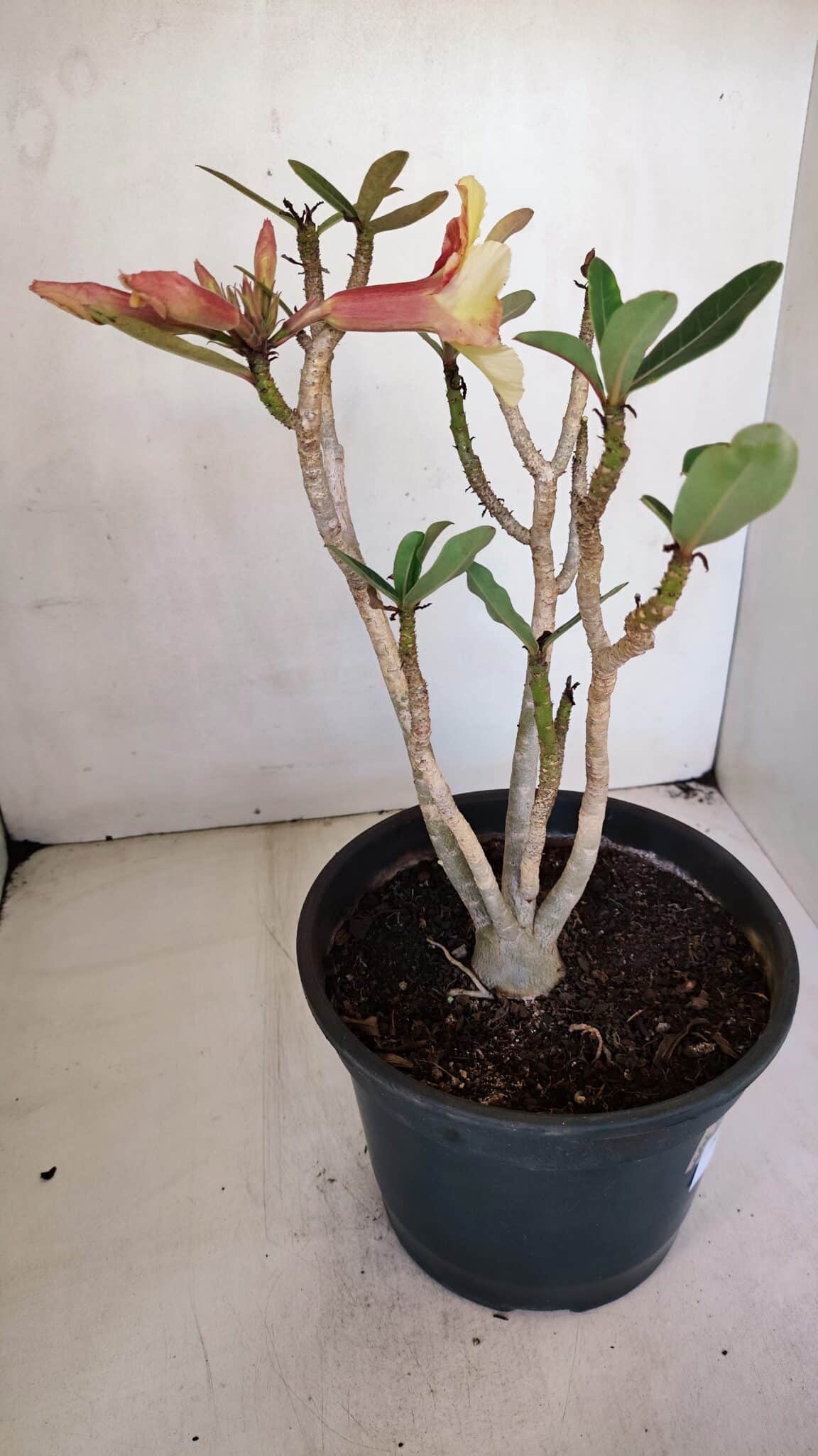Planta Simples 3045 – 35cm – 03 anos