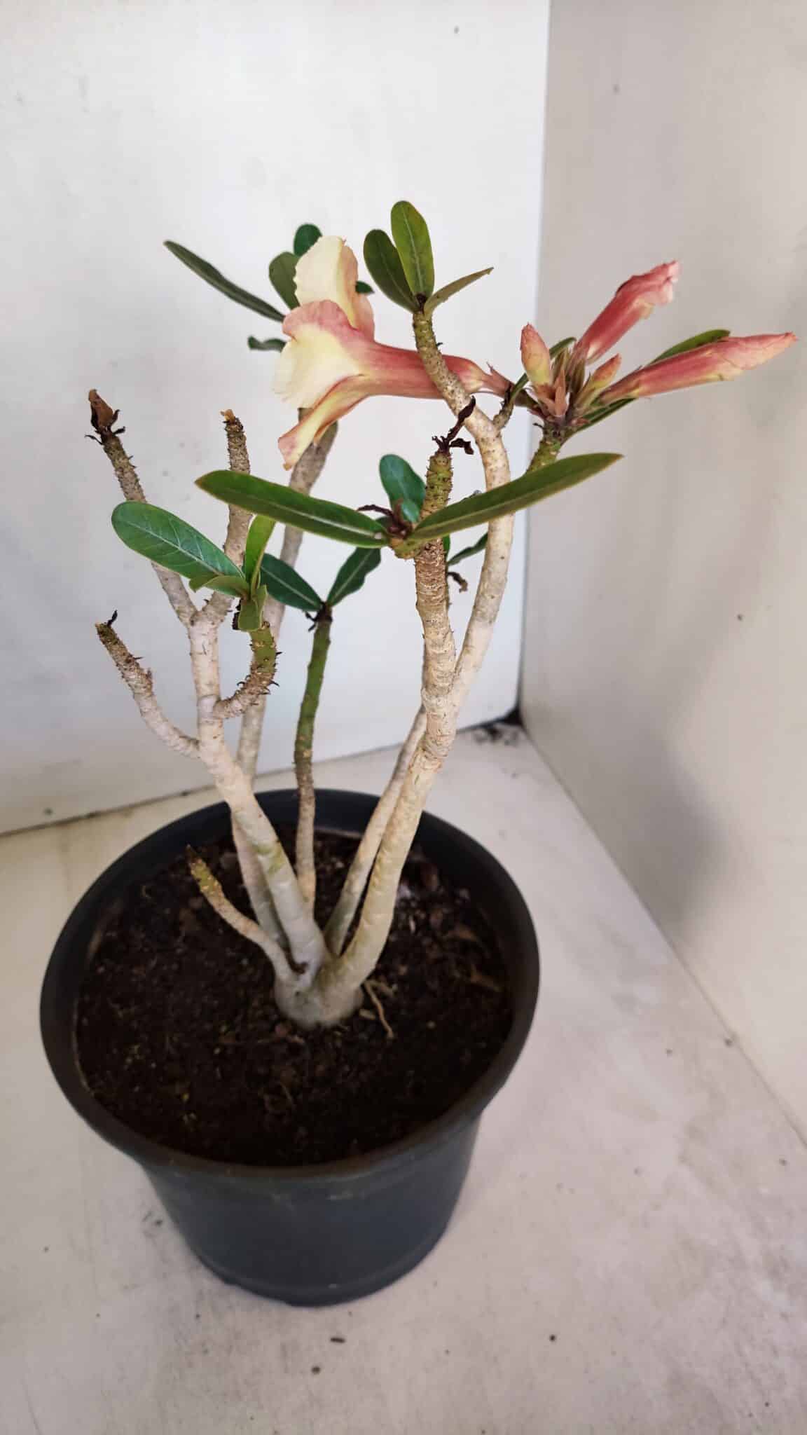 Planta Simples 3045 – 35cm – 03 anos