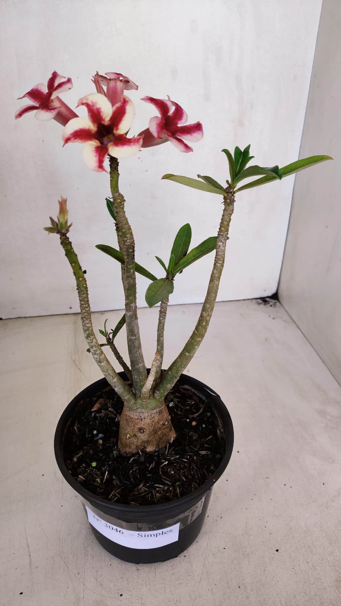 Planta Simples 3046 – 30cm – 03 anos
