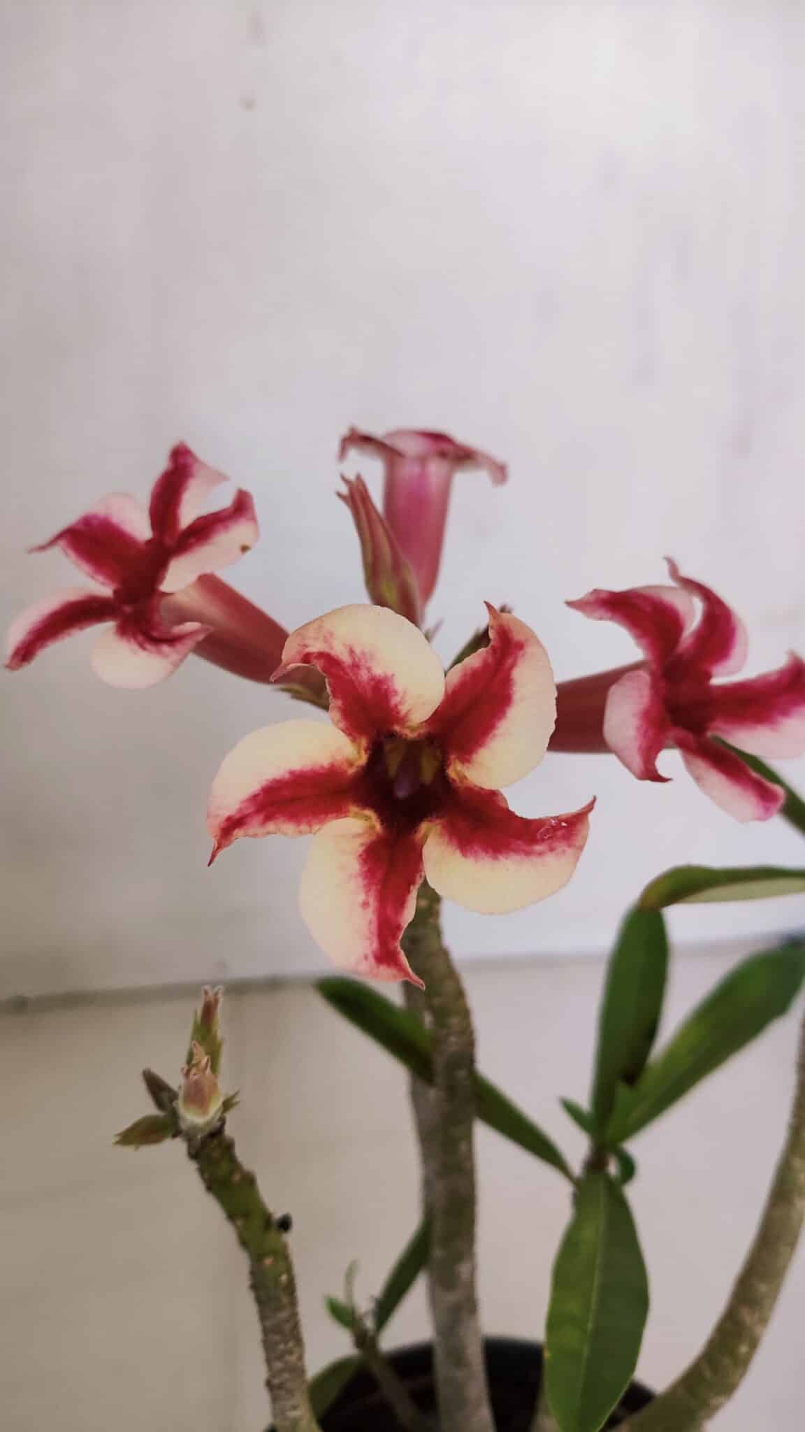 Planta Simples 3046 – 30cm – 03 anos