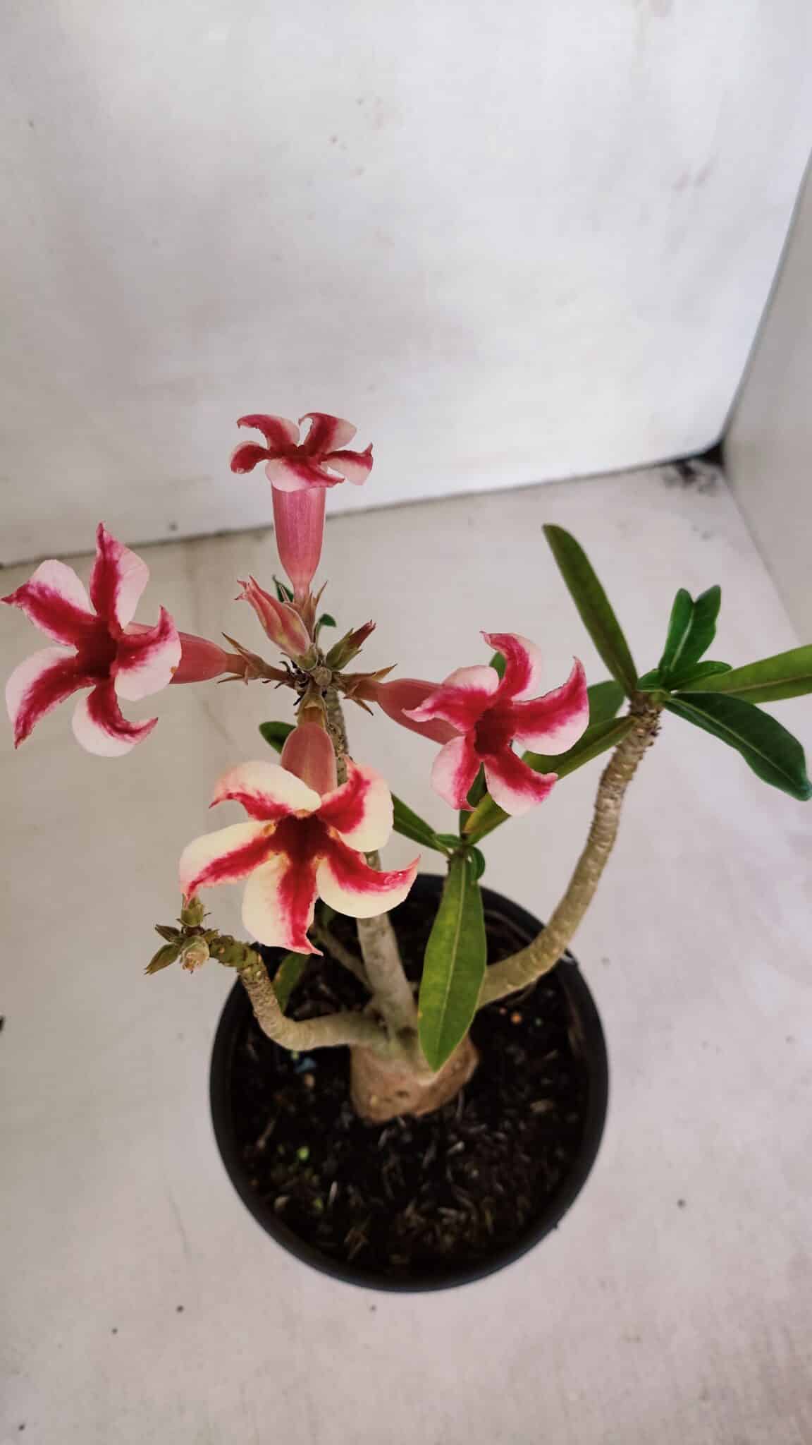 Planta Simples 3046 – 30cm – 03 anos