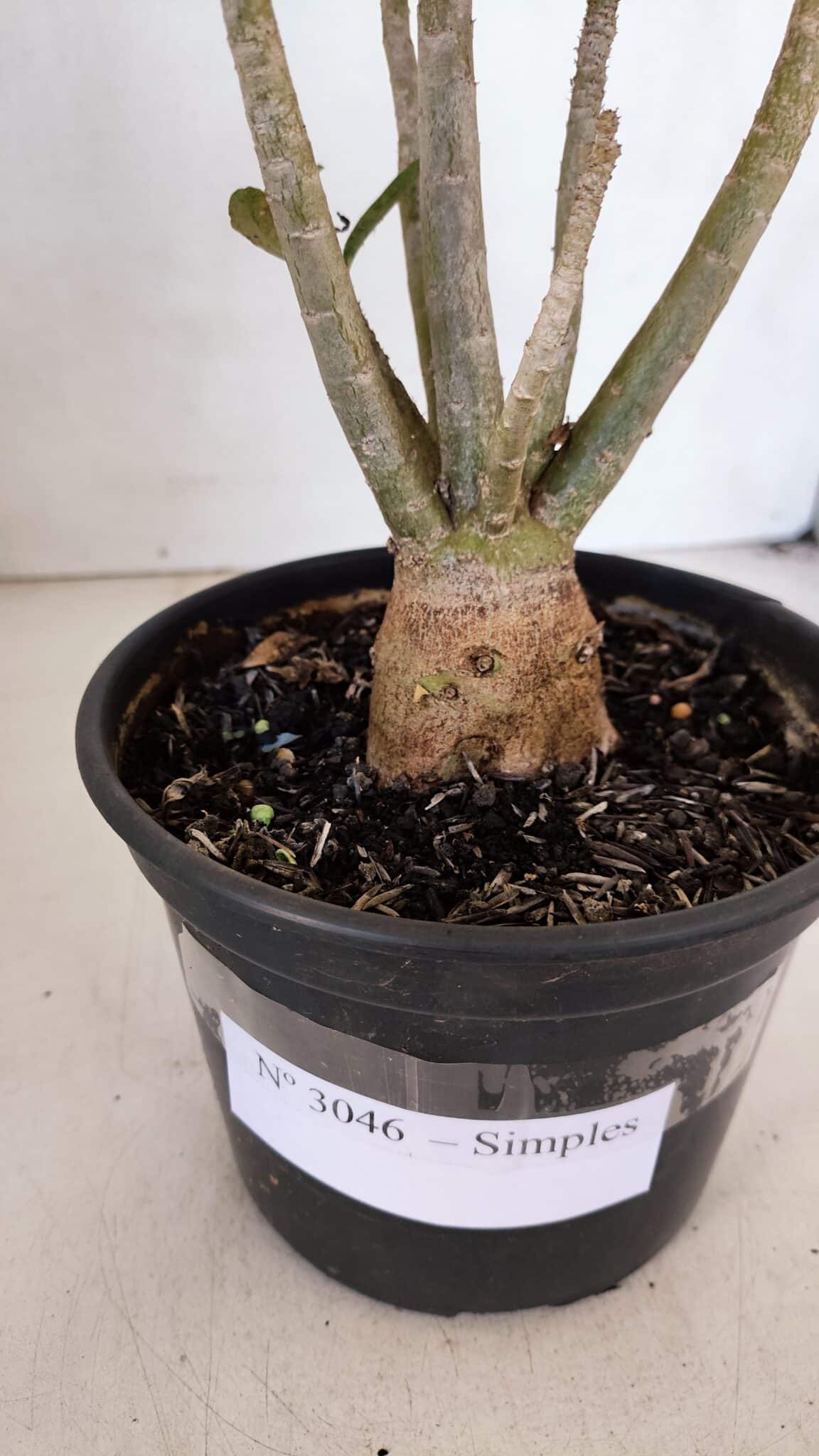 Planta Simples 3046 – 30cm – 03 anos