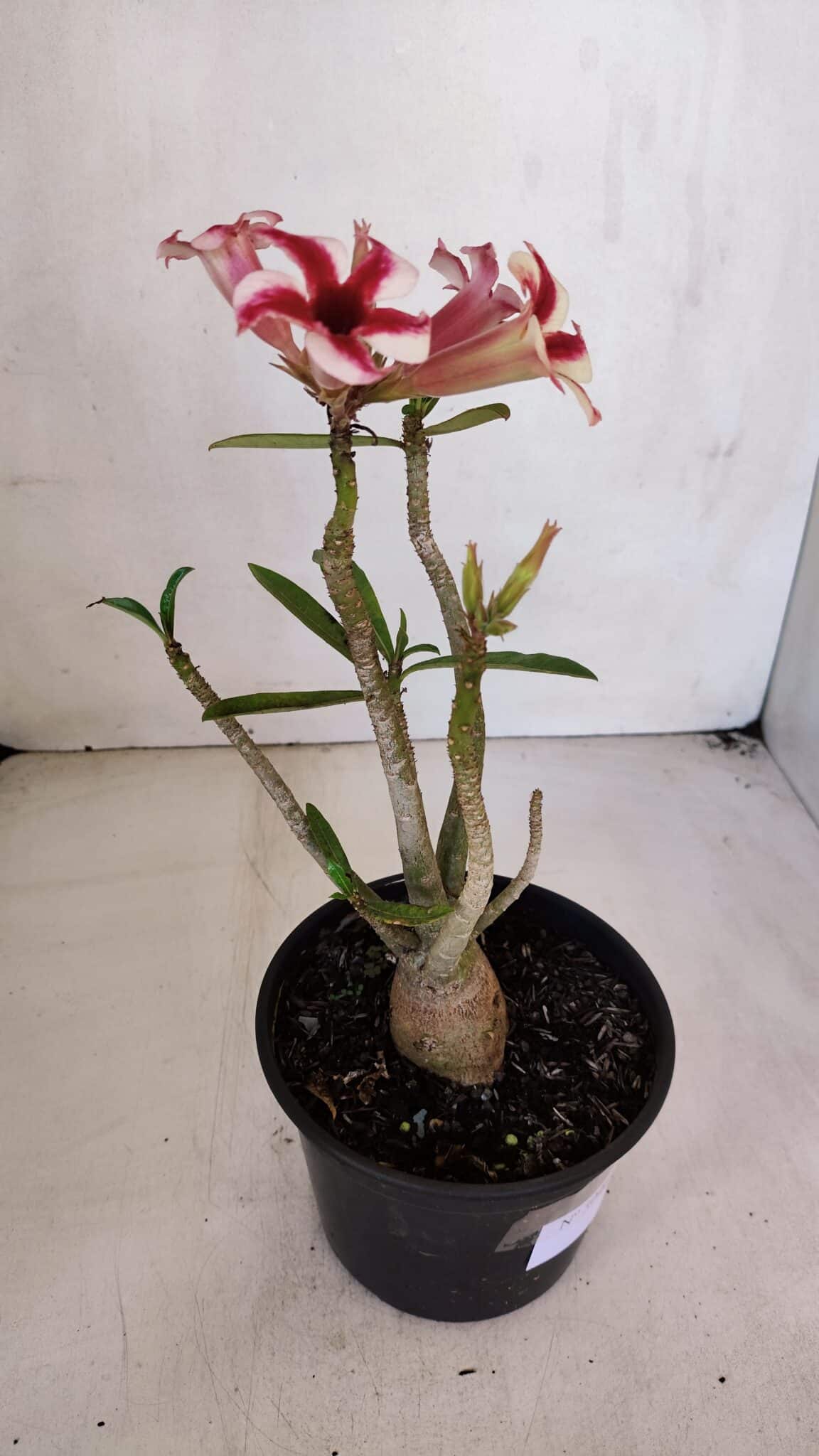 Planta Simples 3046 – 30cm – 03 anos