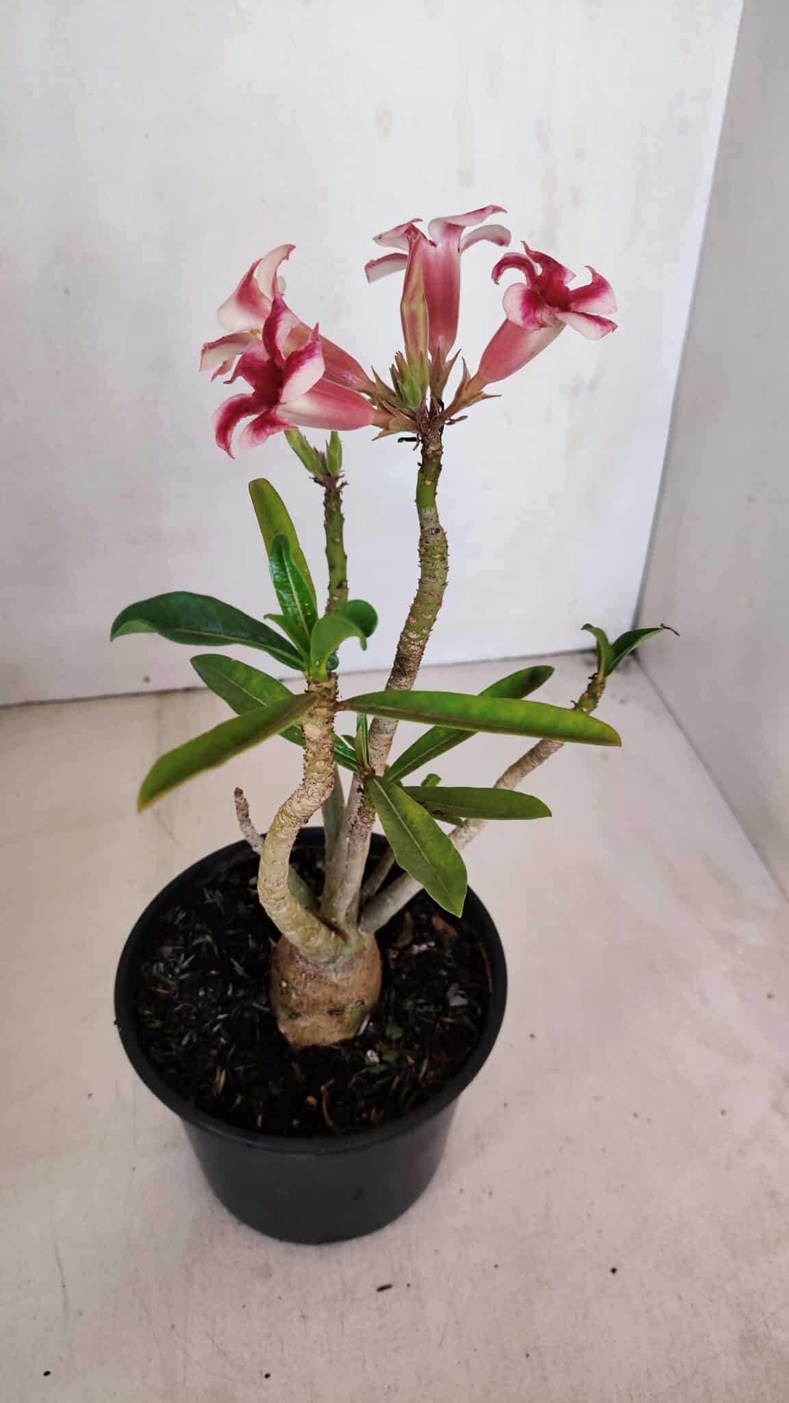 Planta Simples 3046 – 30cm – 03 anos