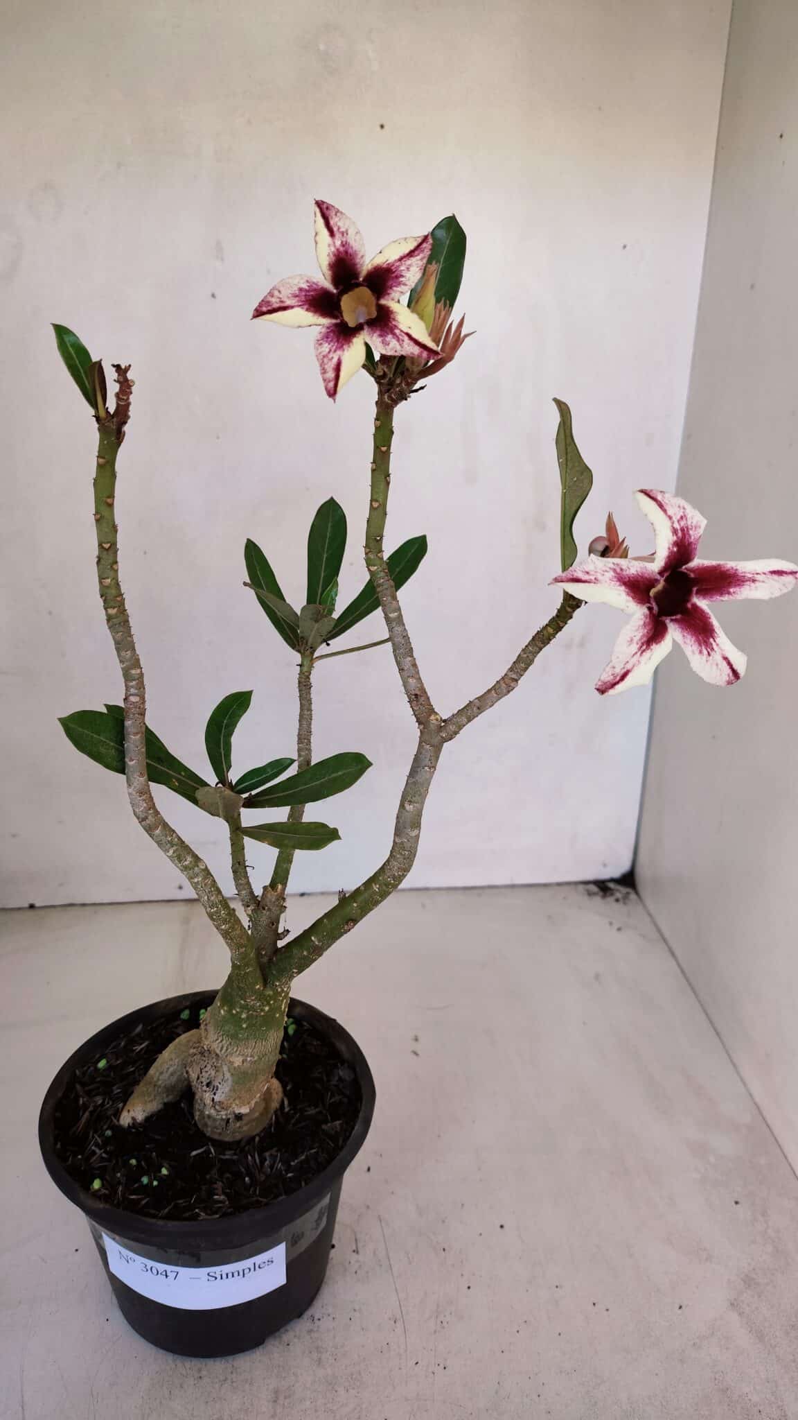 Planta Simples 3047 – 35cm – 03 anos
