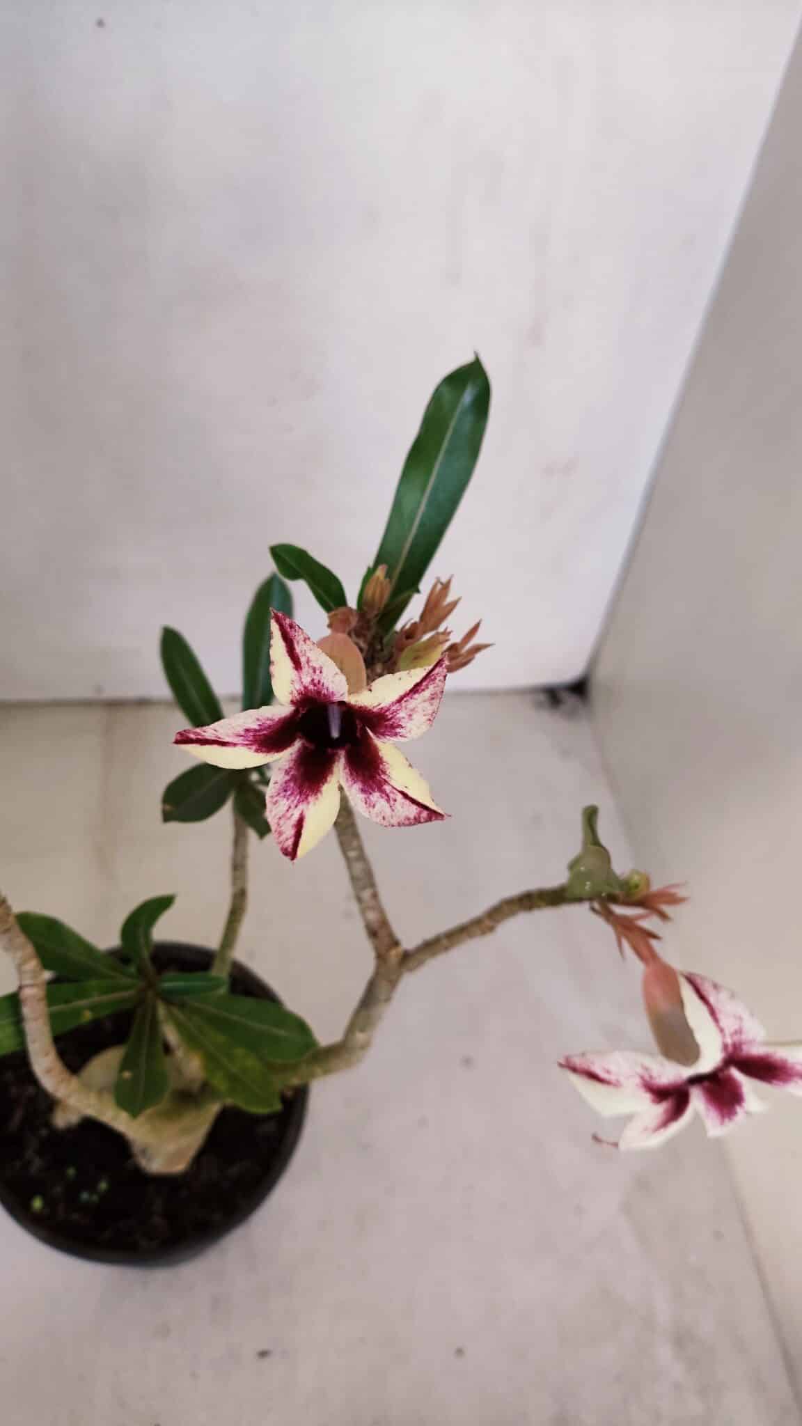Planta Simples 3047 – 35cm – 03 anos
