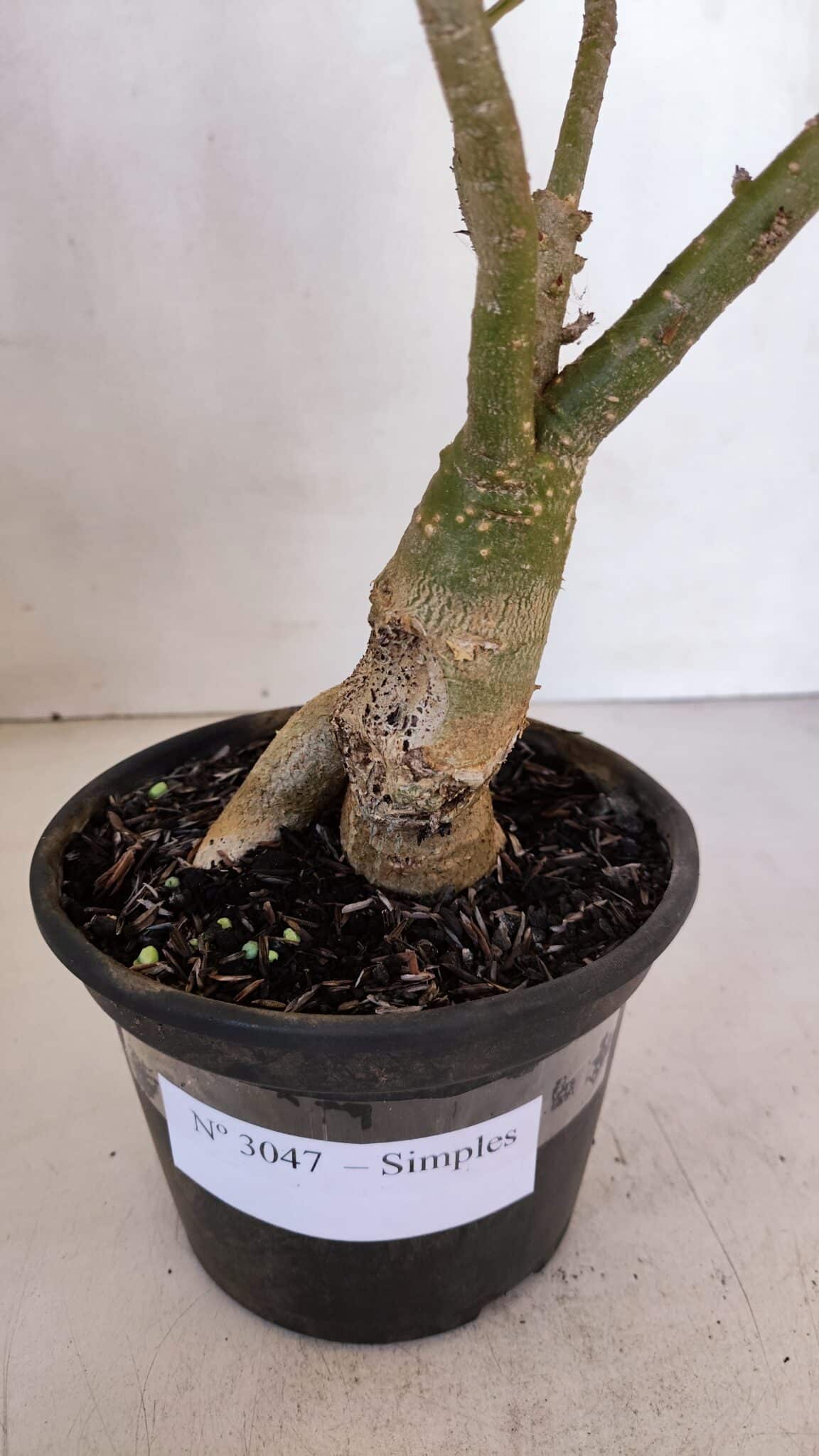 Planta Simples 3047 – 35cm – 03 anos