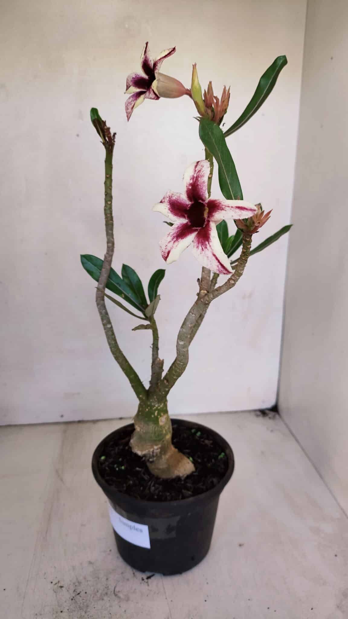 Planta Simples 3047 – 35cm – 03 anos