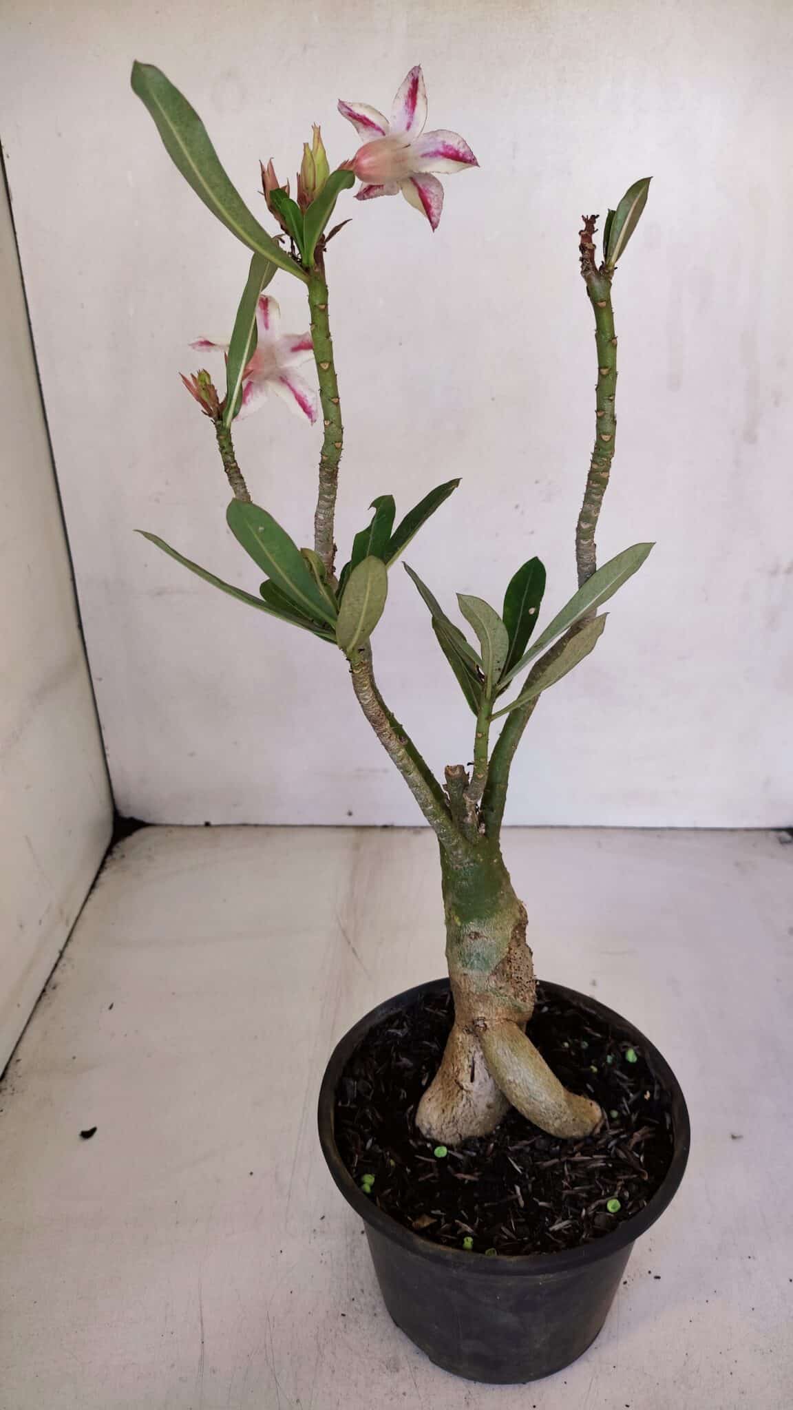 Planta Simples 3047 – 35cm – 03 anos