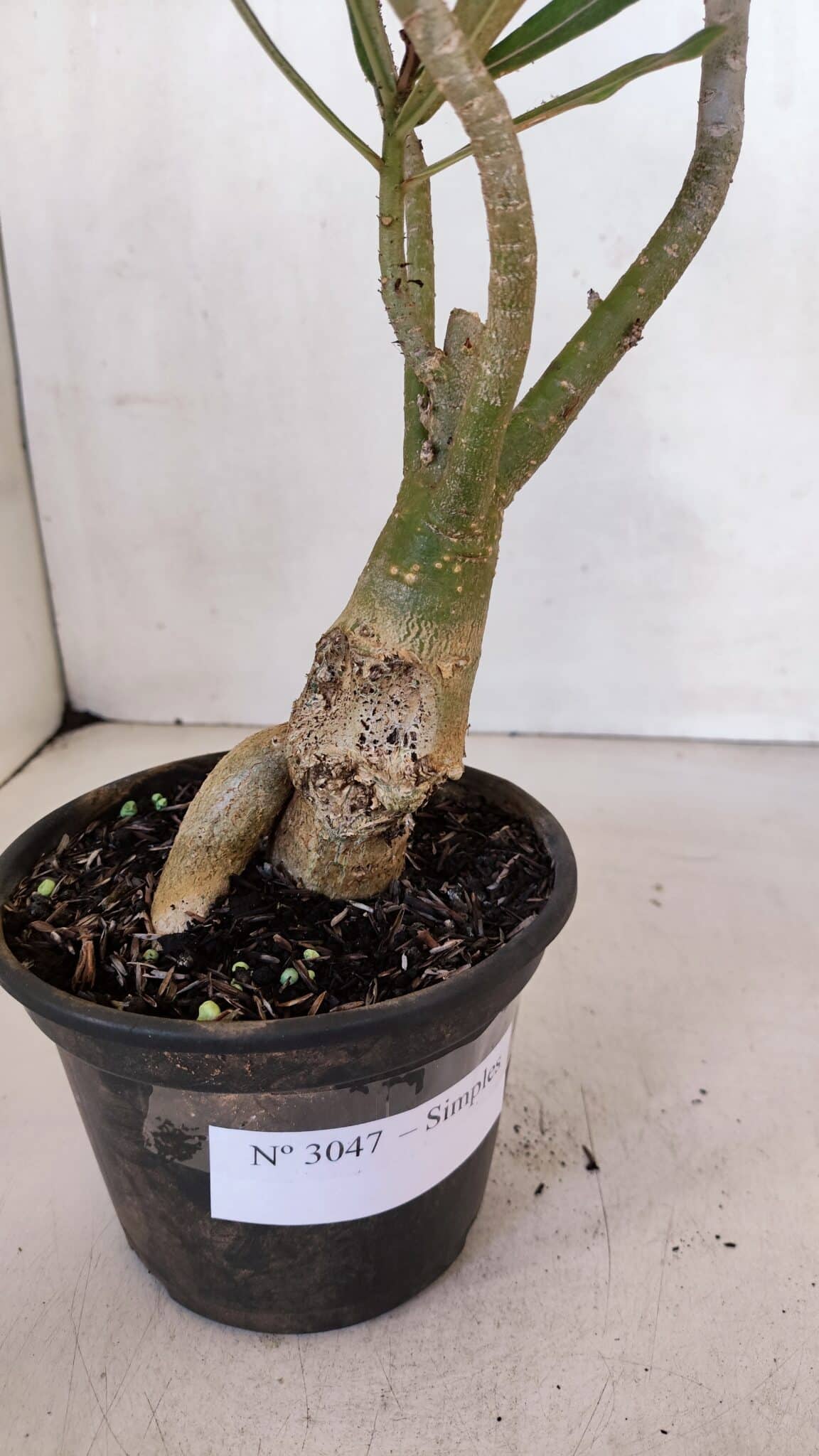 Planta Simples 3047 – 35cm – 03 anos