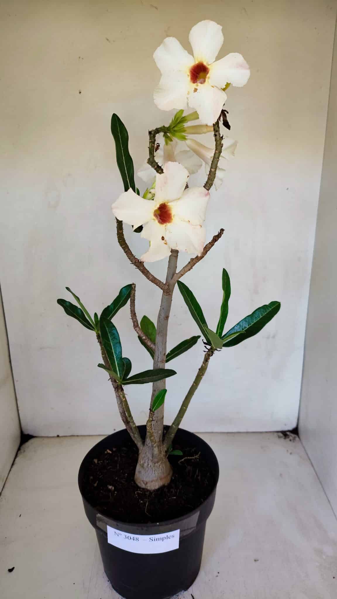 Planta Simples 3048 – 45cm – 03 anos