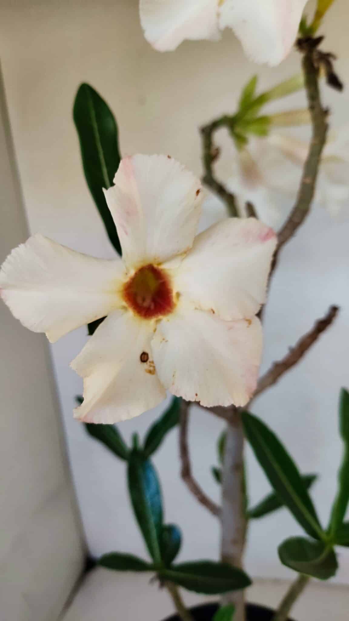 Planta Simples 3048 – 45cm – 03 anos