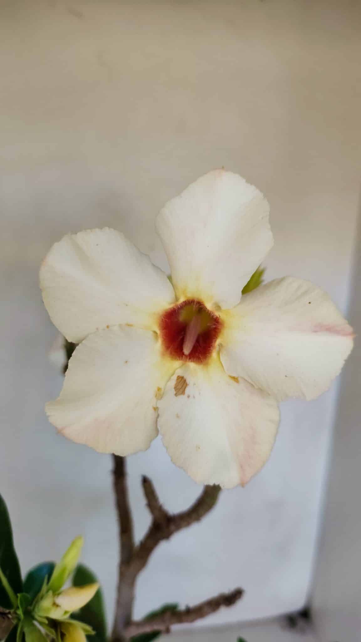 Planta Simples 3048 – 45cm – 03 anos