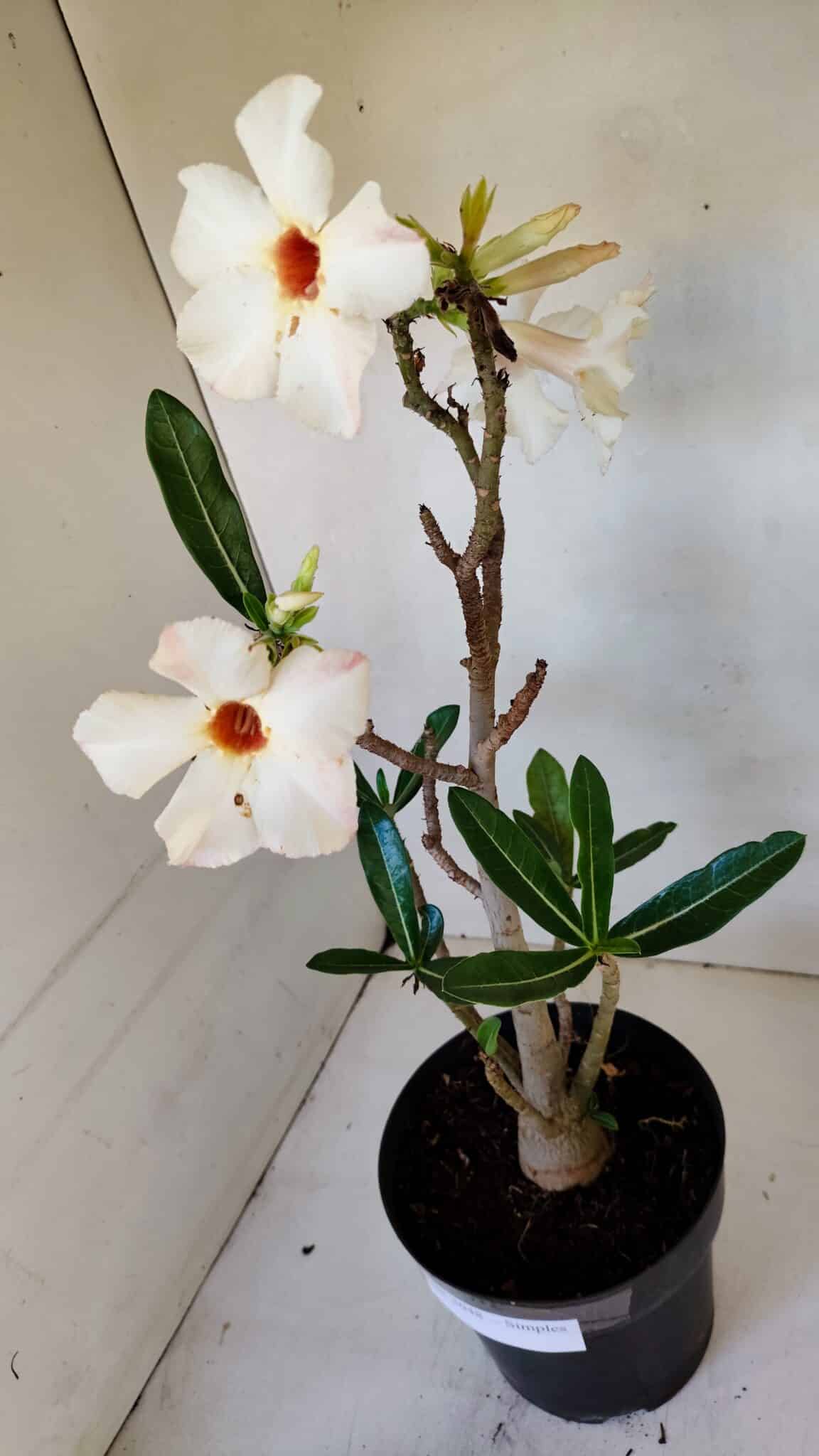 Planta Simples 3048 – 45cm – 03 anos