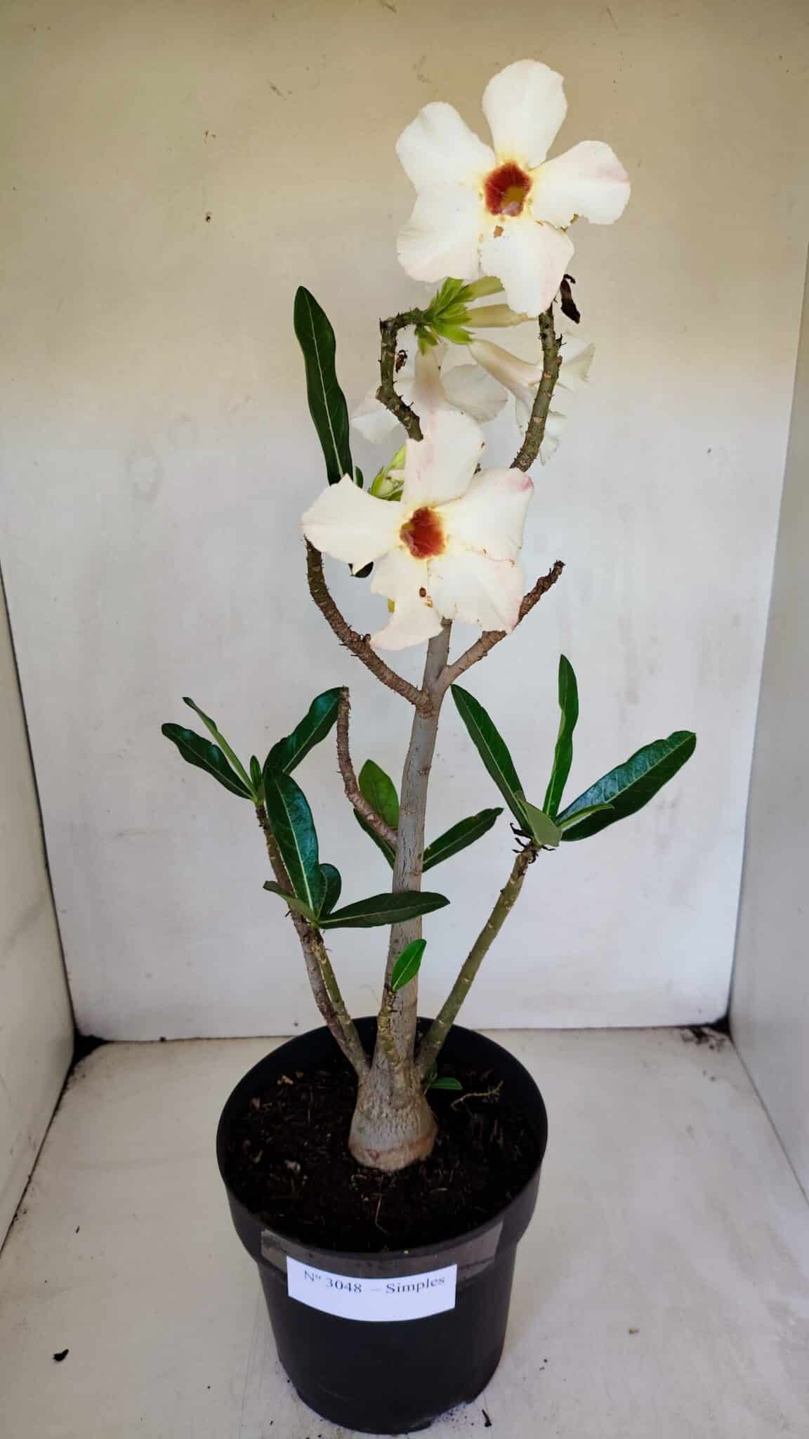 Planta Simples 3048 – 45cm – 03 anos